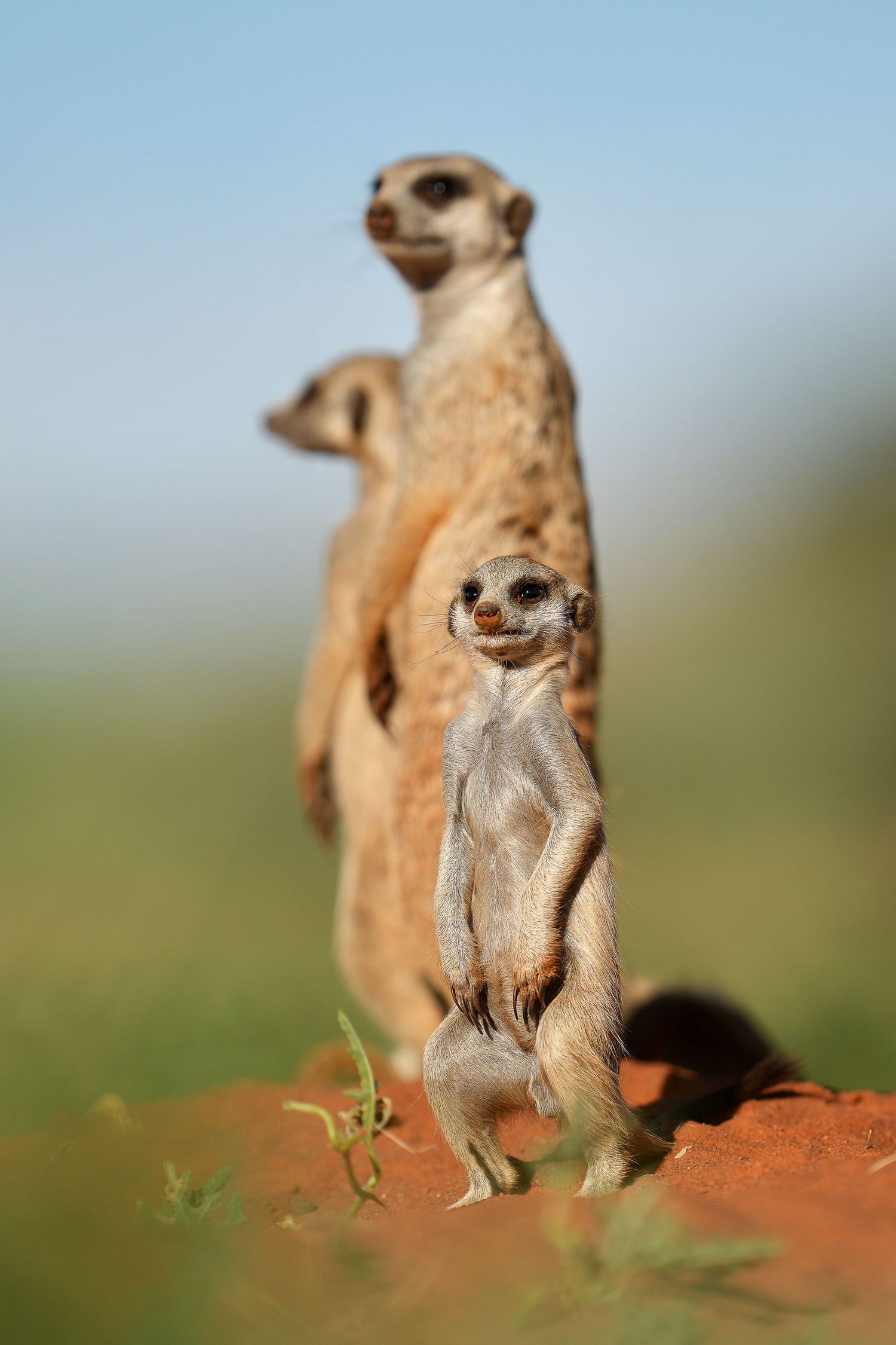Sequence of meerkats standing guard on red soil against a blue sky background.