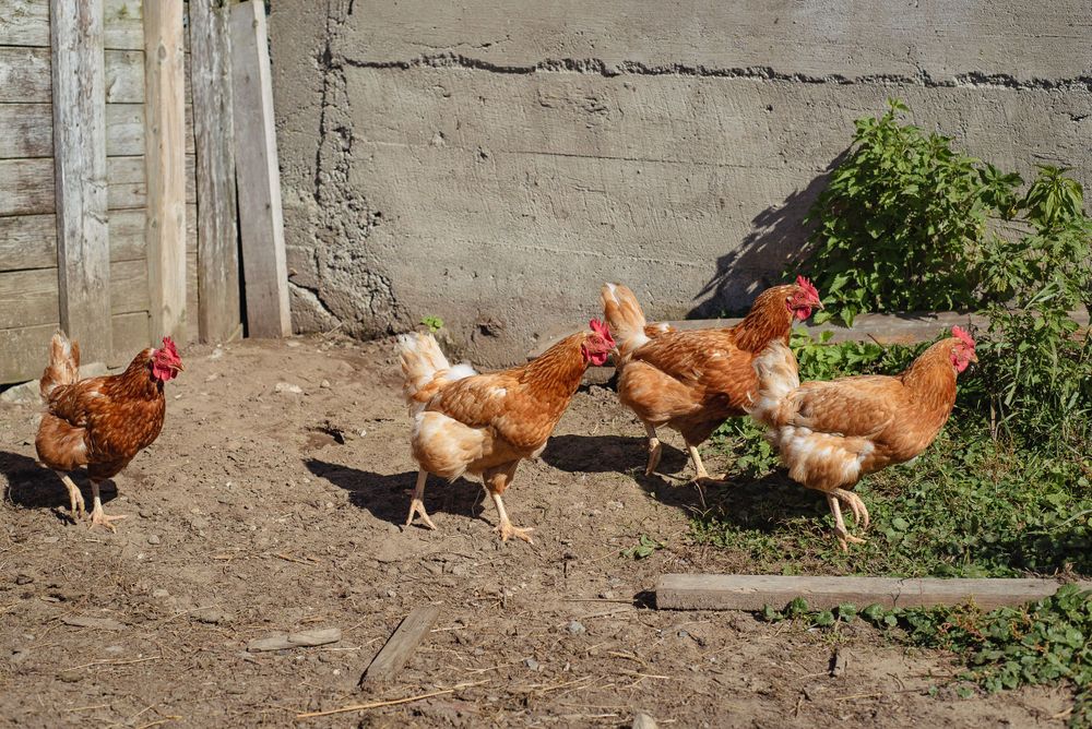 Brown chickens foraging in a dirt yard near a concrete wall.