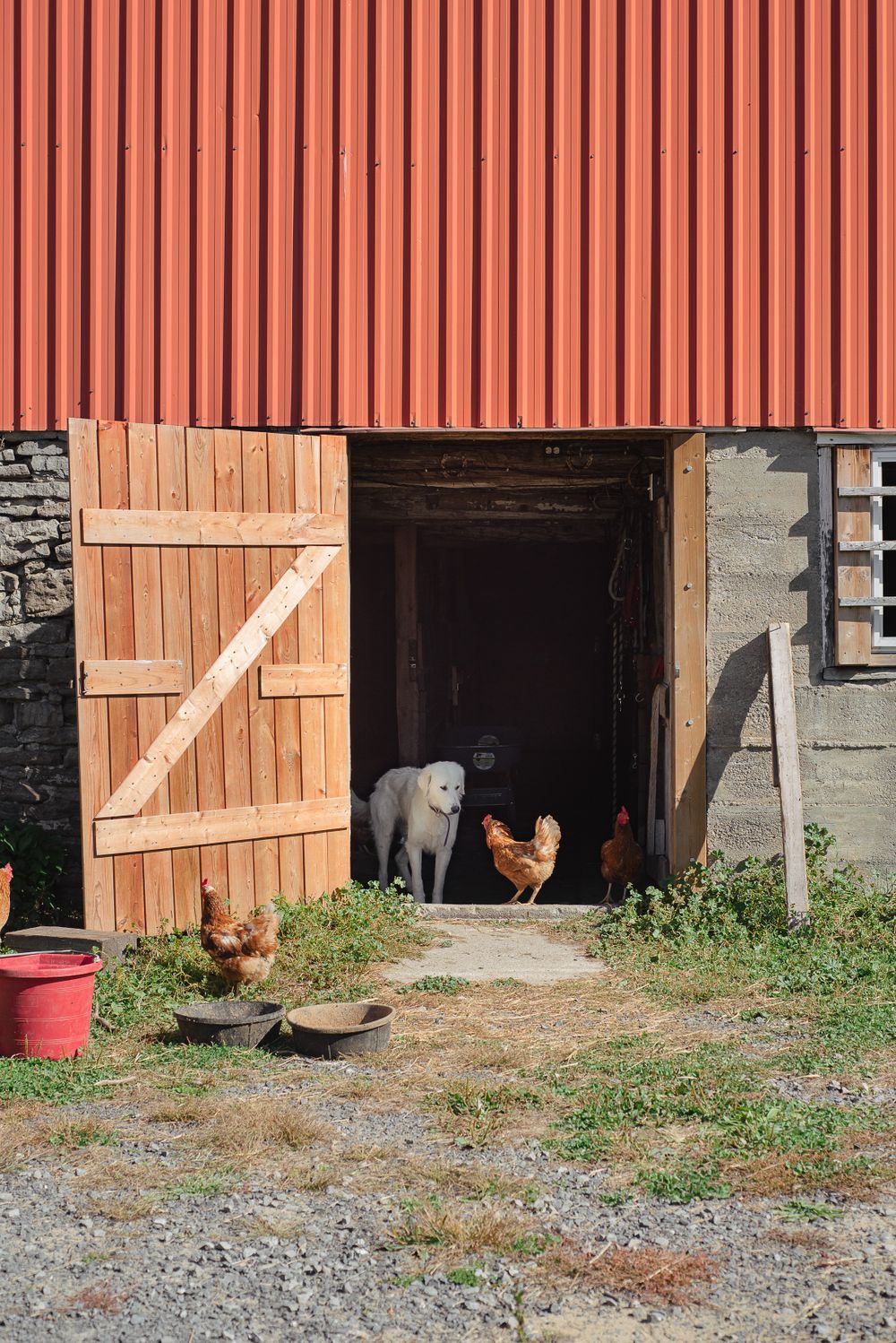 A red barn door entrance with chickens and a dog visible inside.