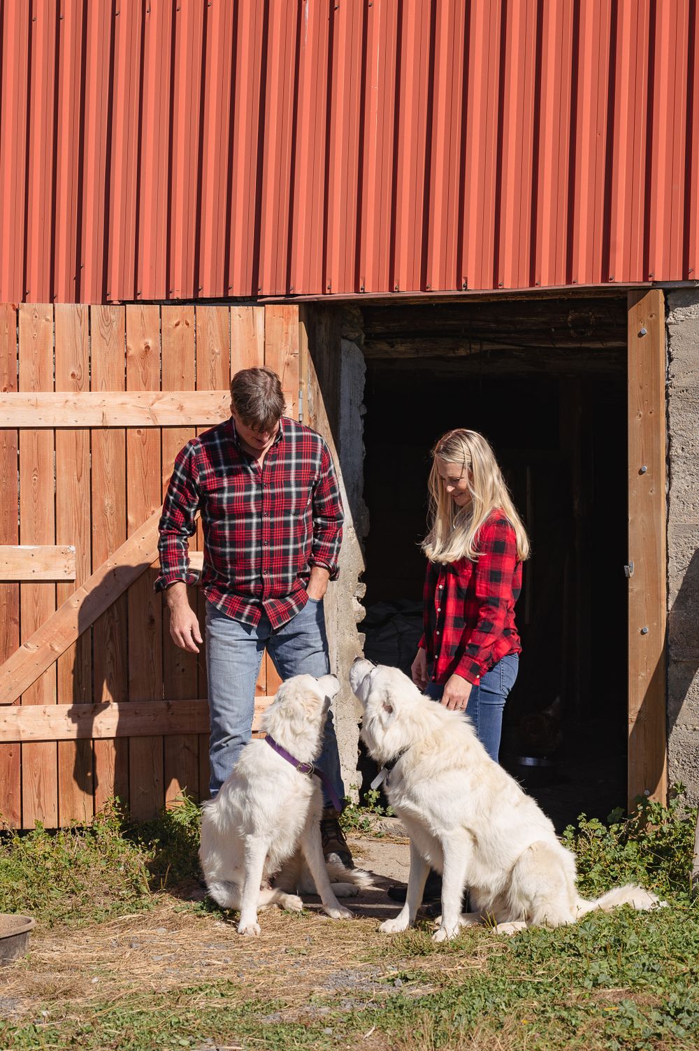 Two people in plaid shirts stand with two white dogs outside a red barn.