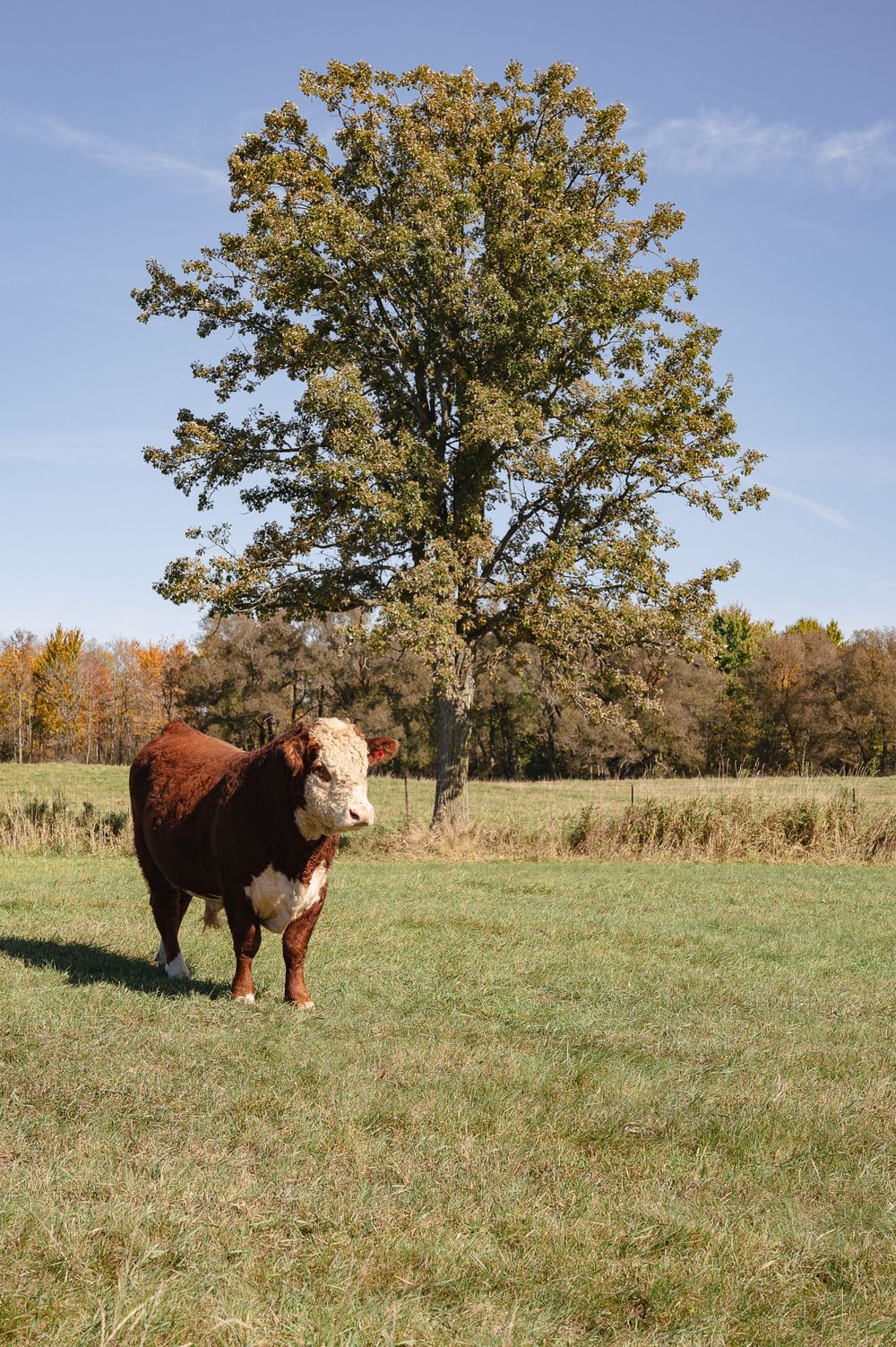 A brown and white Hereford cow standing in a green pasture with a large tree behind it.