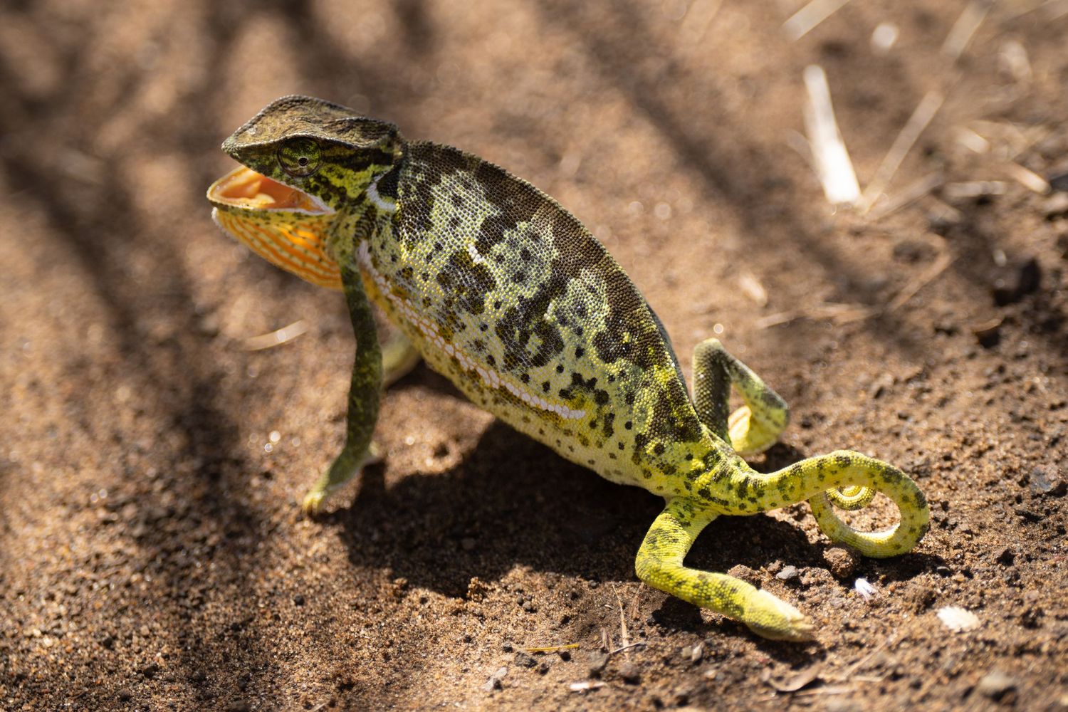A close-up sequence shows a chameleon walking on sandy ground.