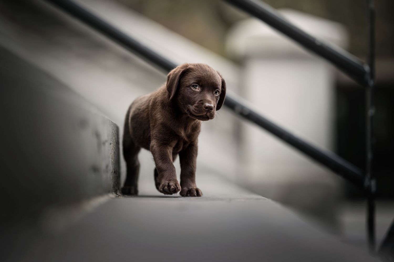 Adorable chocolate lab puppy walking cautiously on a light colored surface near railings.