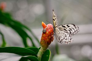 Black and white butterfly perches delicately on an orange flower bud against a soft blurred background.