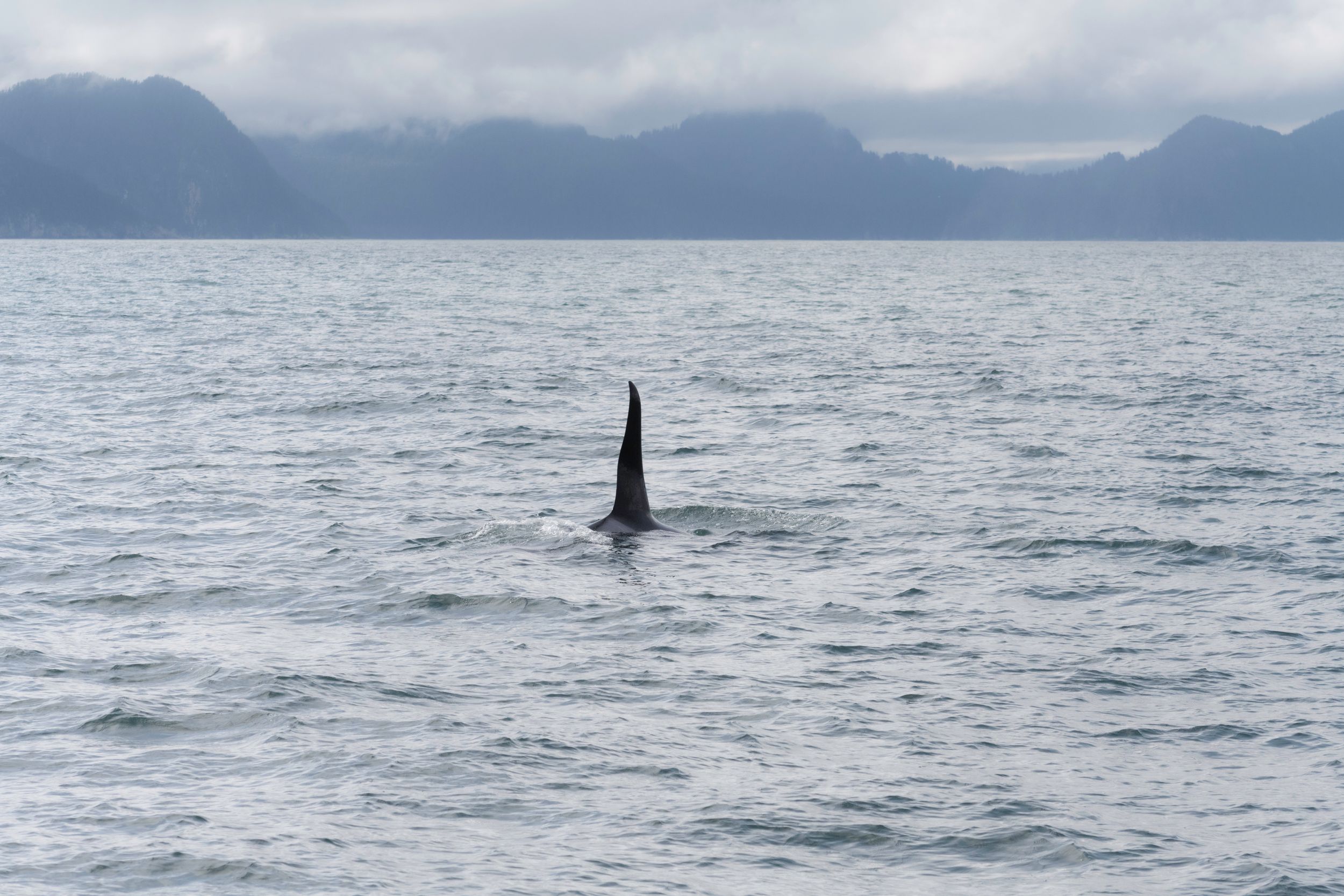 orca