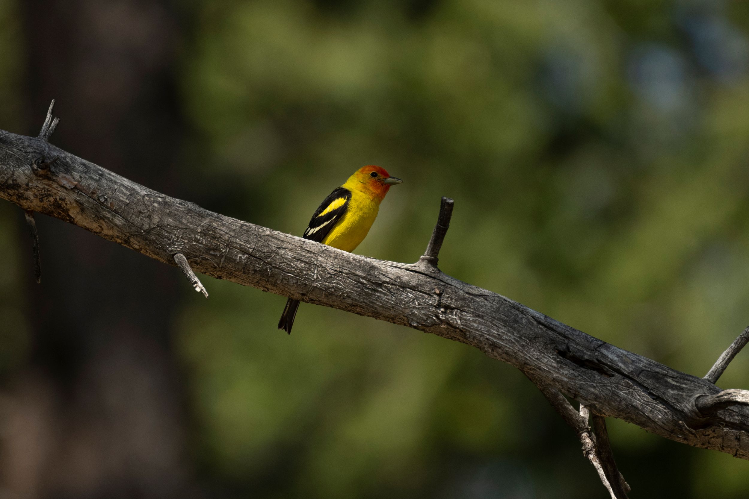 tanager