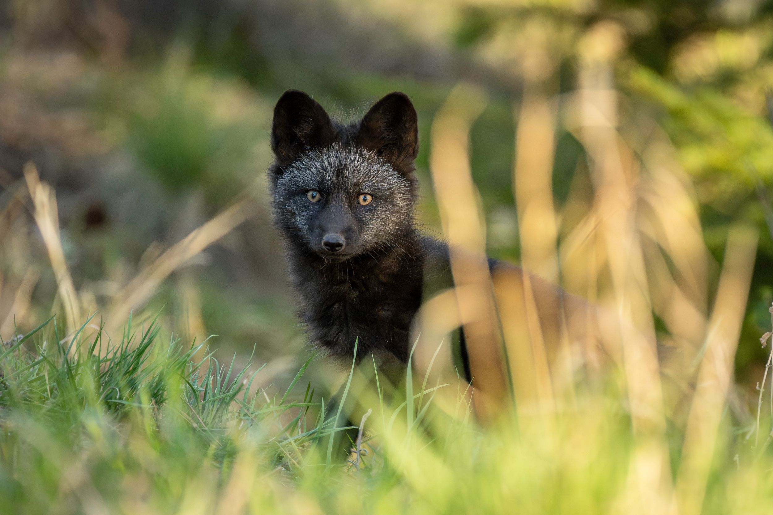 red fox, vulpes vulpes, fox, forest animal, fox kit, wildlife