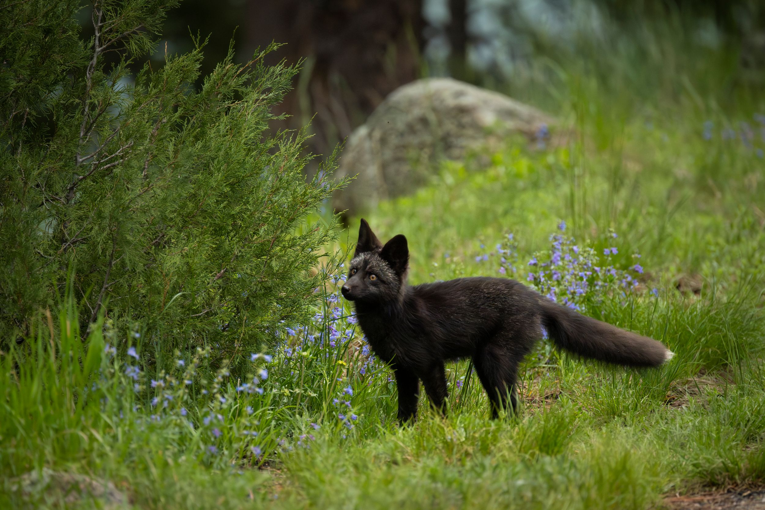 red fox, vulpes vulpes, fox, forest animal, fox kit, wildlife