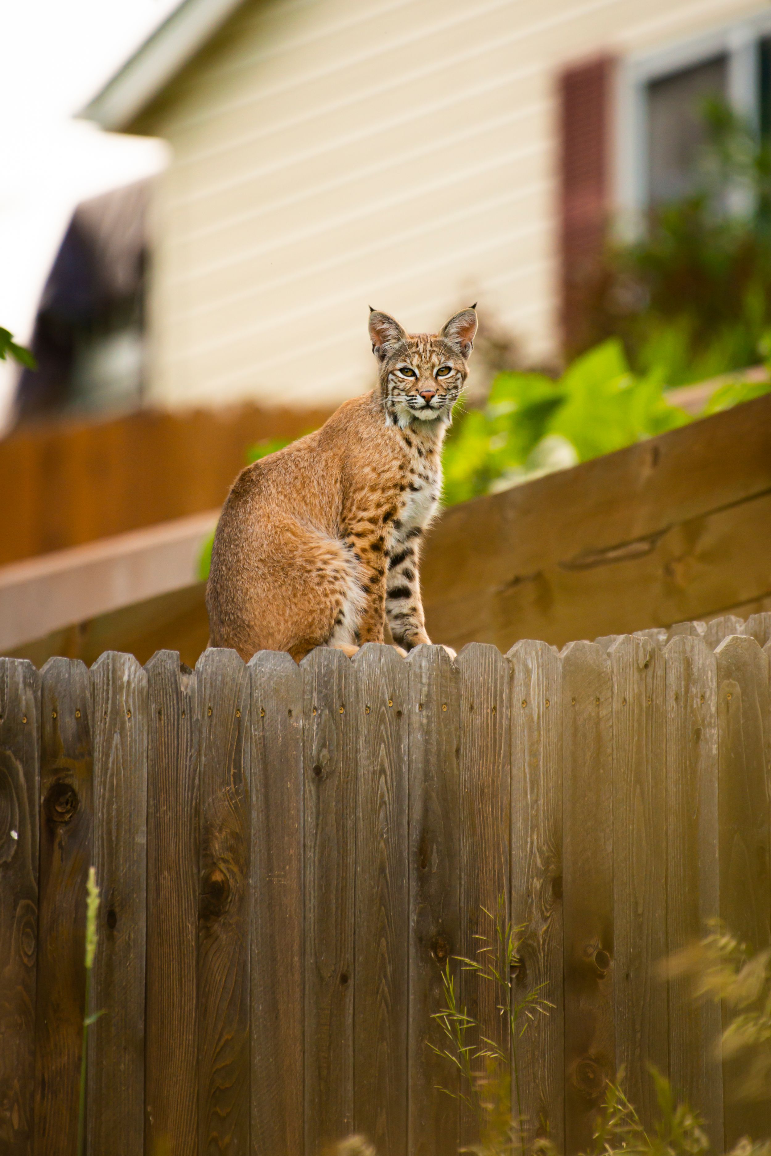 bobcat