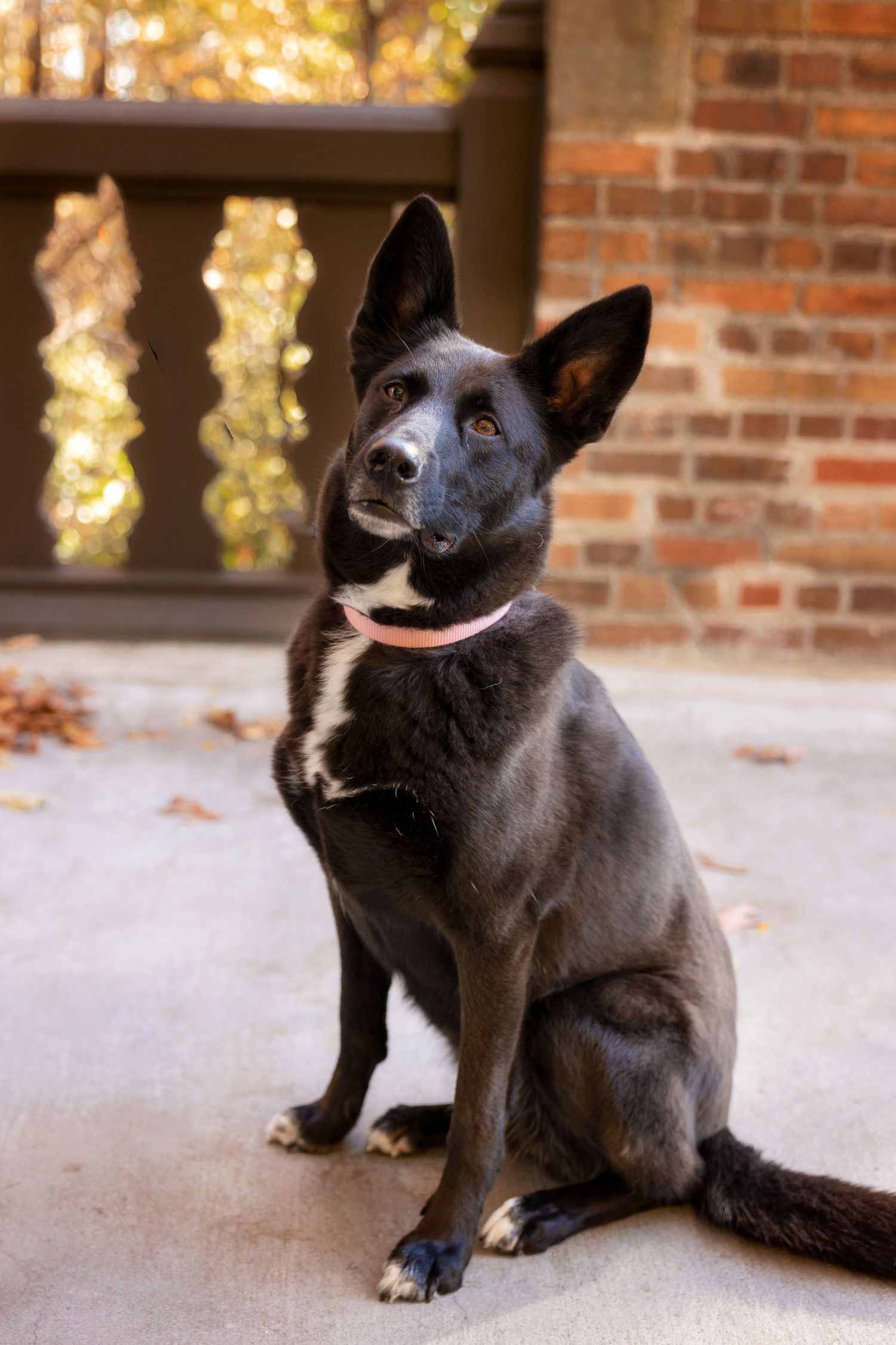 Black and white dog sitting attentively on porch with brick wall and fall foliage in background.
