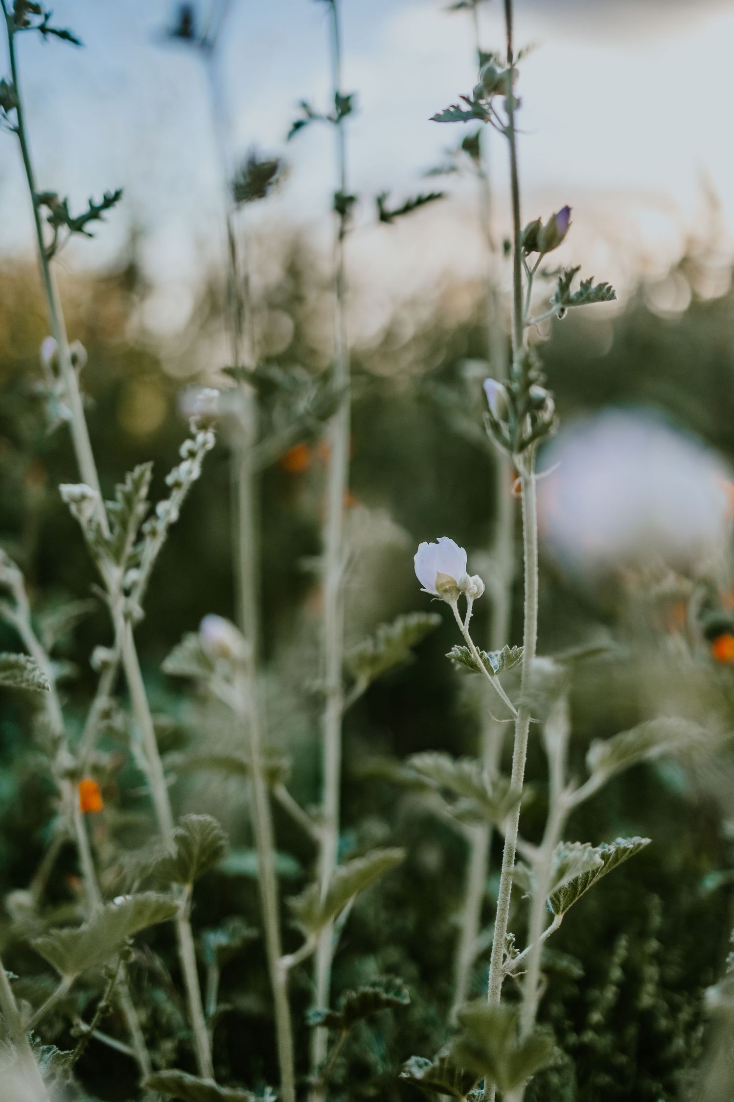 Delicate white and orange wildflowers bloom among green stems in soft focus.