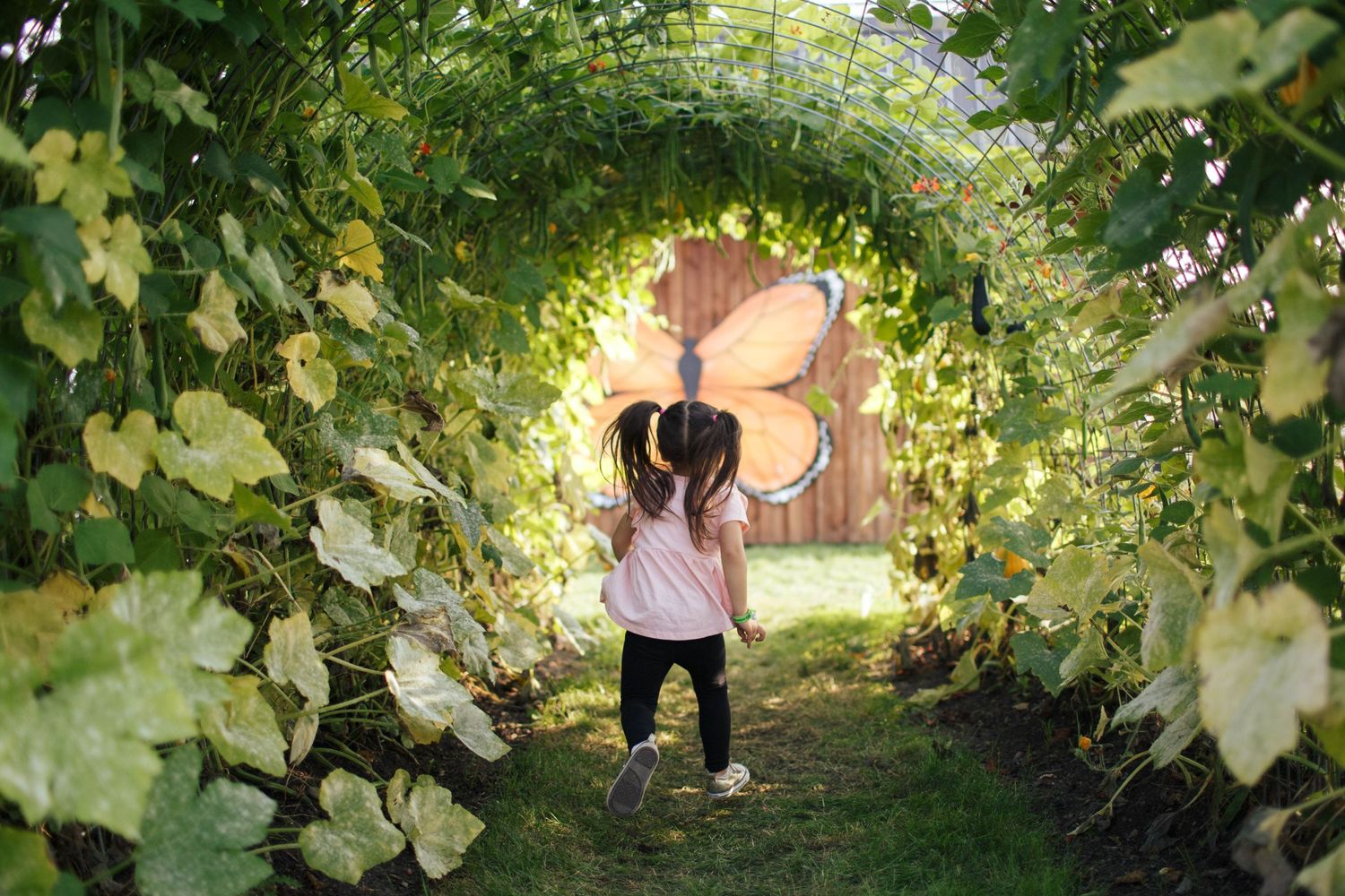 seattle family photography: a 4-year-old girl runs through a tunnel of squash vines at stocker farms