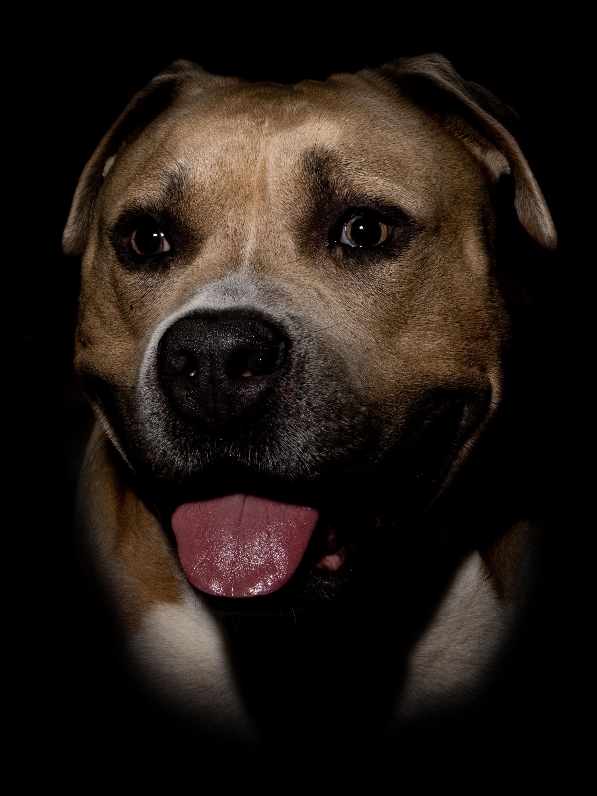 dog photo kutyafoto kisallatfoto gbr gbrfoto amstaff