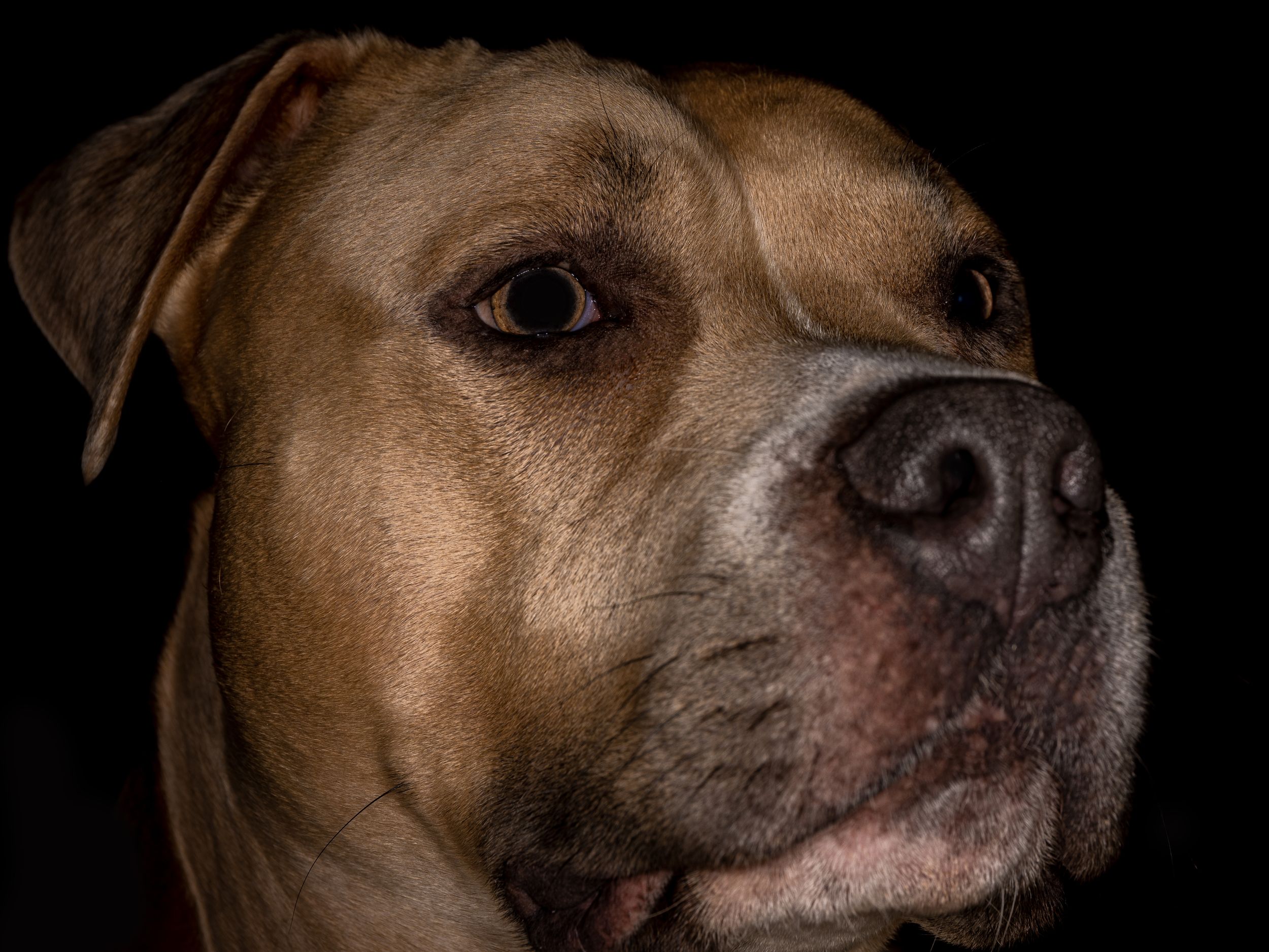 dog photo kutyafoto kisallatfoto gbr gbrfoto amstaff