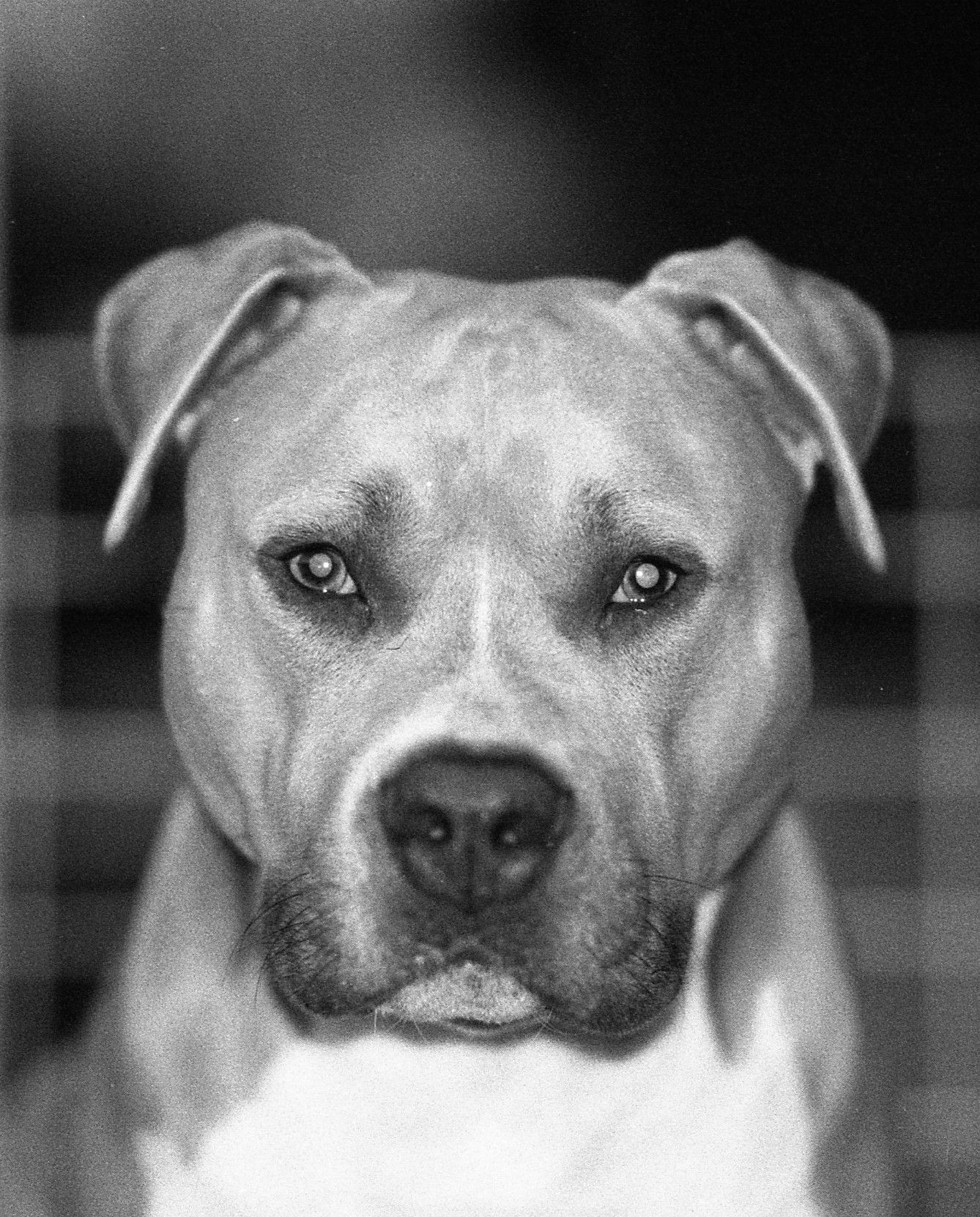 dog photo kutyafoto kisallatfoto gbr gbrfoto amstaff