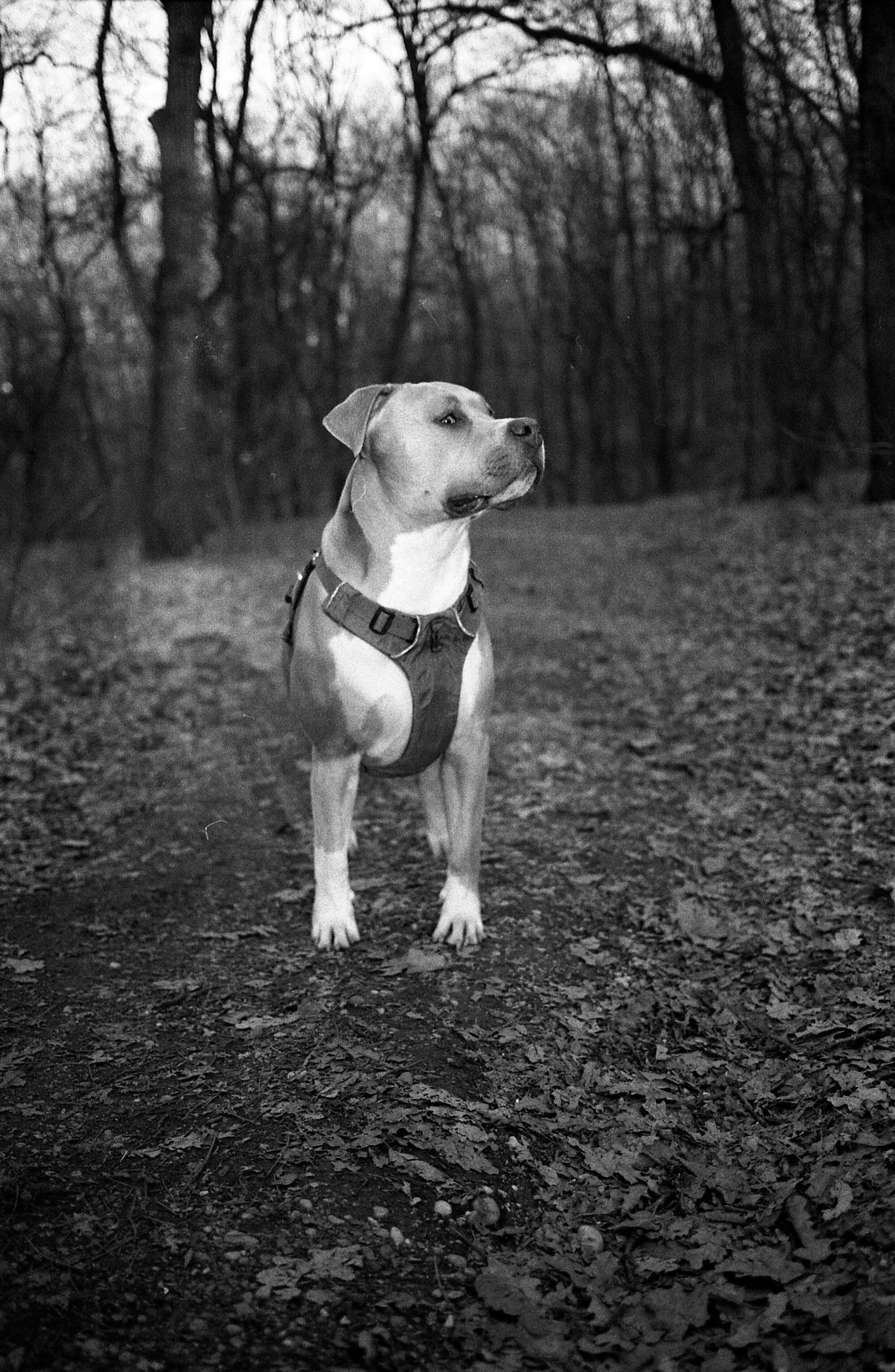 dog photo kutyafoto kisallatfoto gbr gbrfoto amstaff