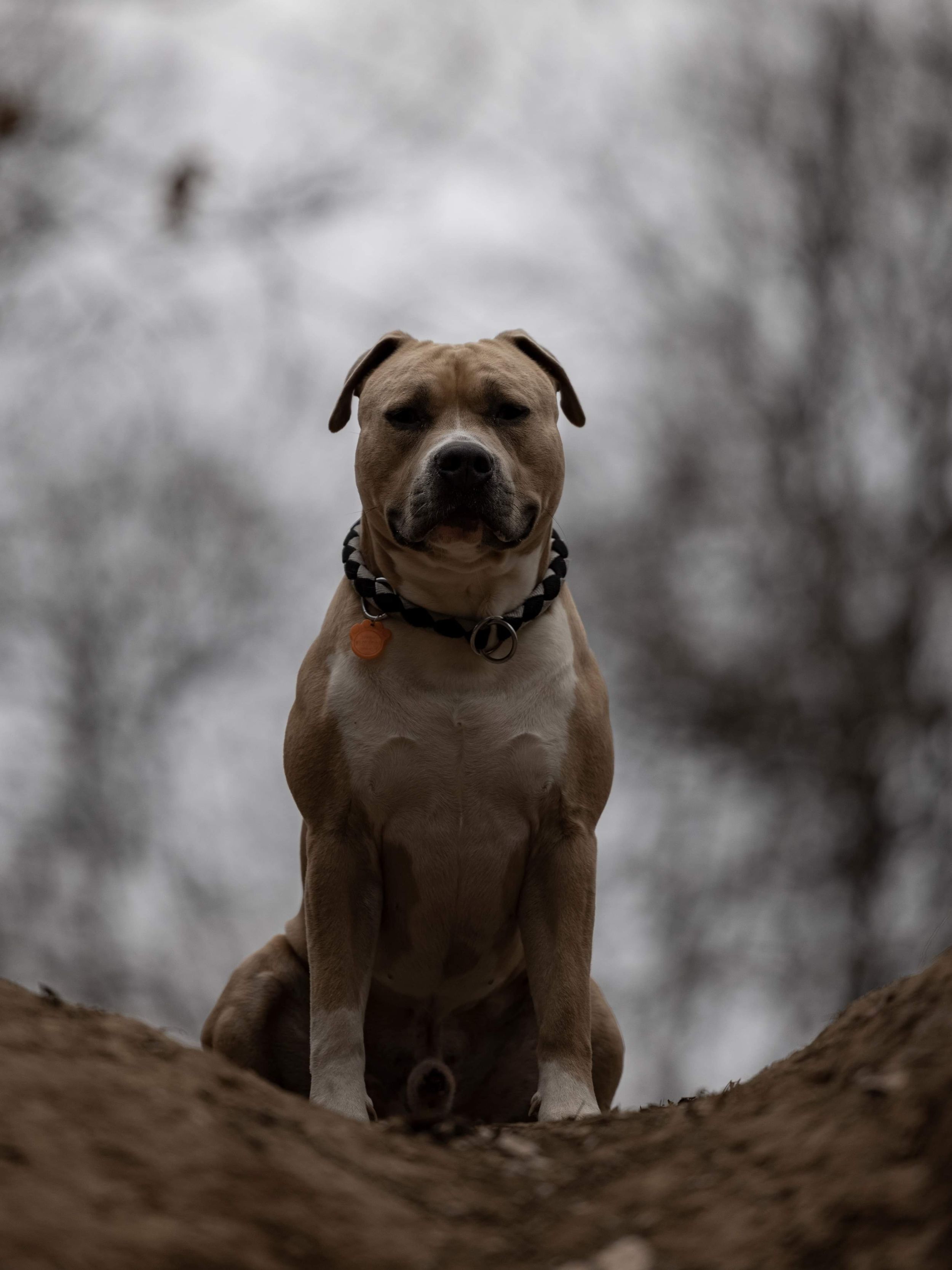 dog photo kutyafoto kisallatfoto gbr gbrfoto amstaff