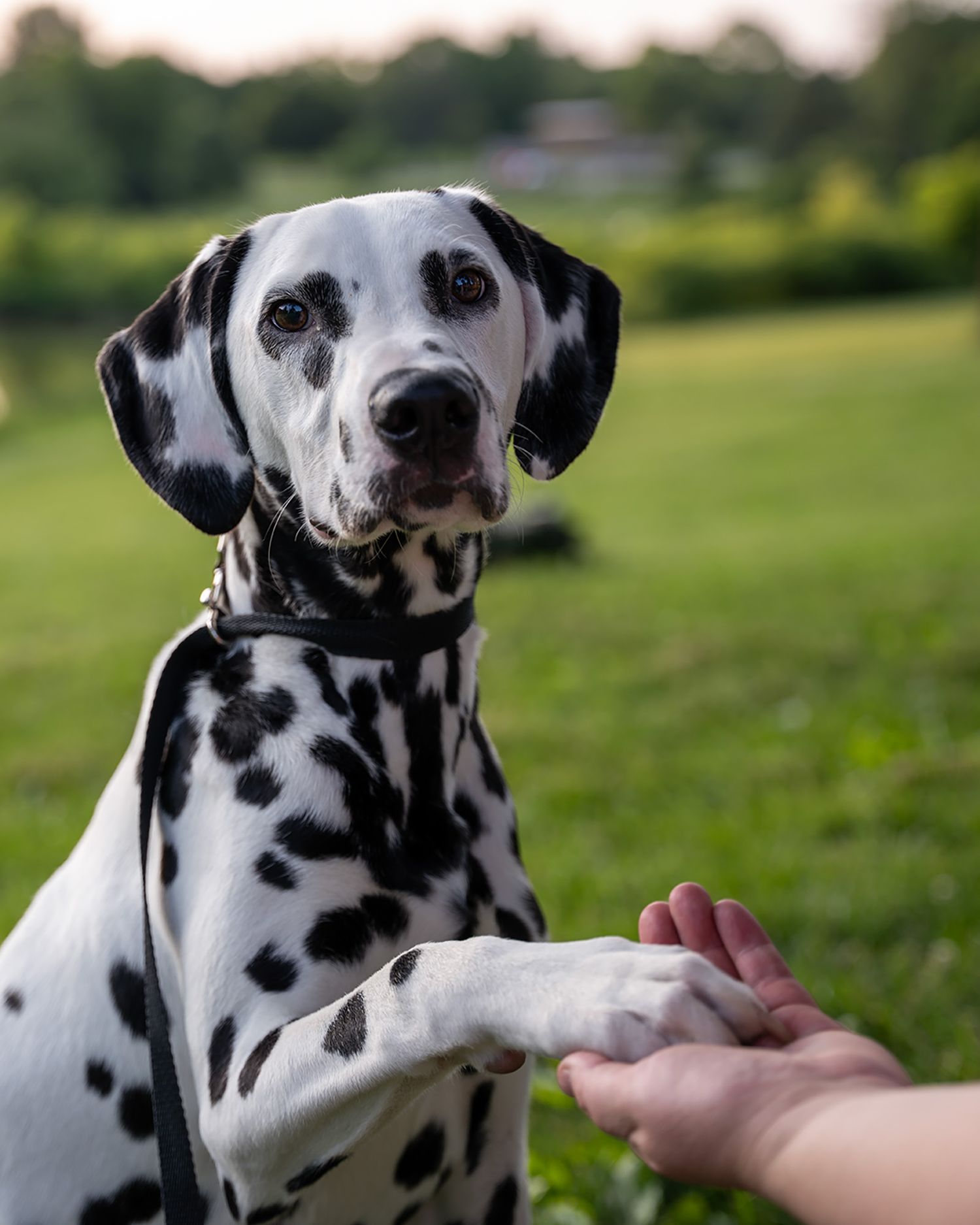 Pet Portrait photographed by Wildomar, California dog photographer