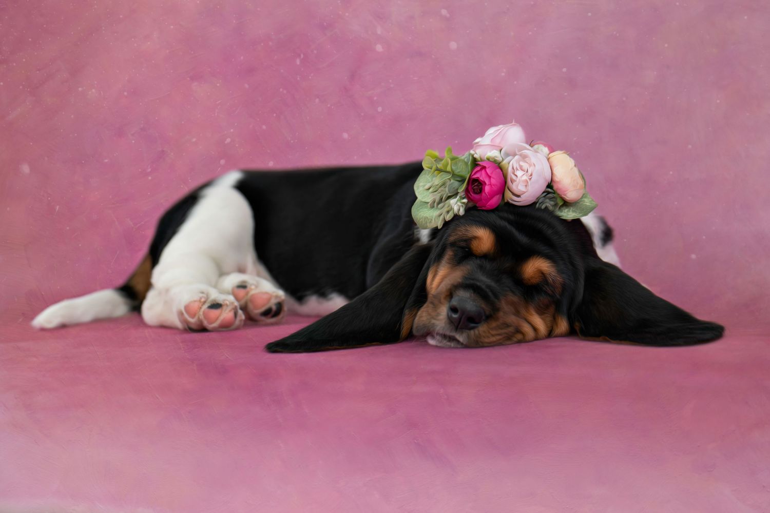 Pet Photography Session