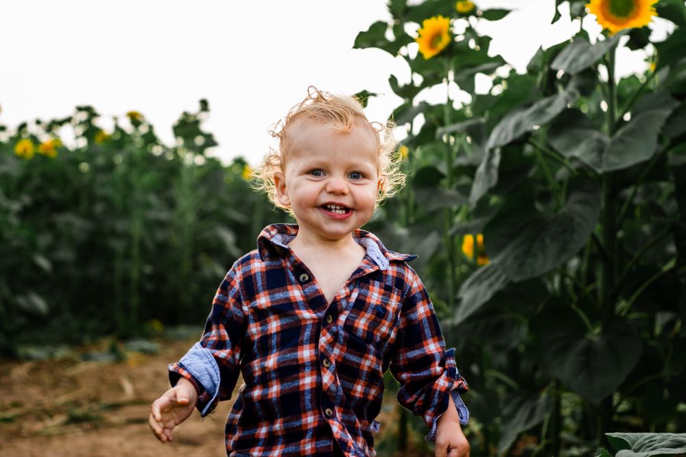 At Sam's Sunflowers on Hayling Island, Hampshire, a family laugh and play in the flowers.