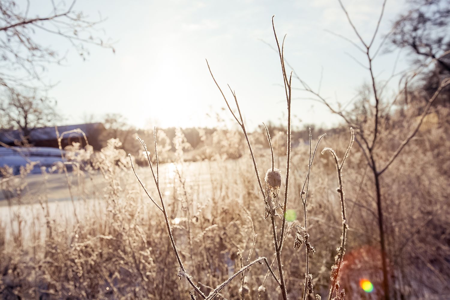 Frosty winter field with dried vegetation backlit by soft sunlight creating a serene atmosphere.