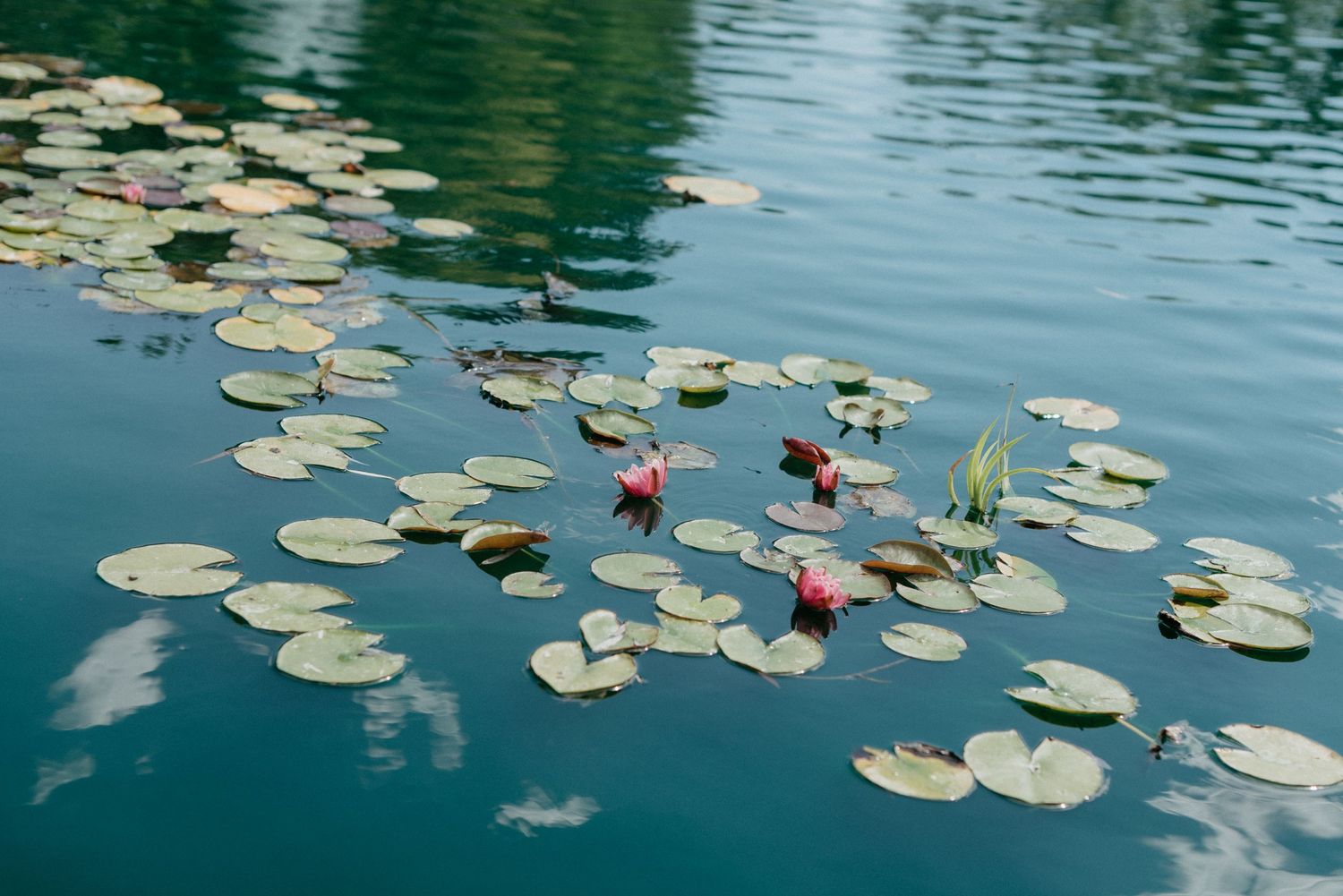 pond at willow grove events