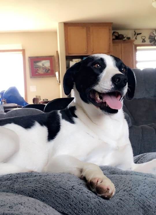Happy black and white dog lounges on gray couch cushions with playful expression.