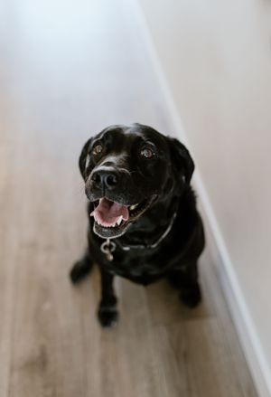 At home family session, Bedford Nova Scotia, Canada - Charlotte Buckle Photography