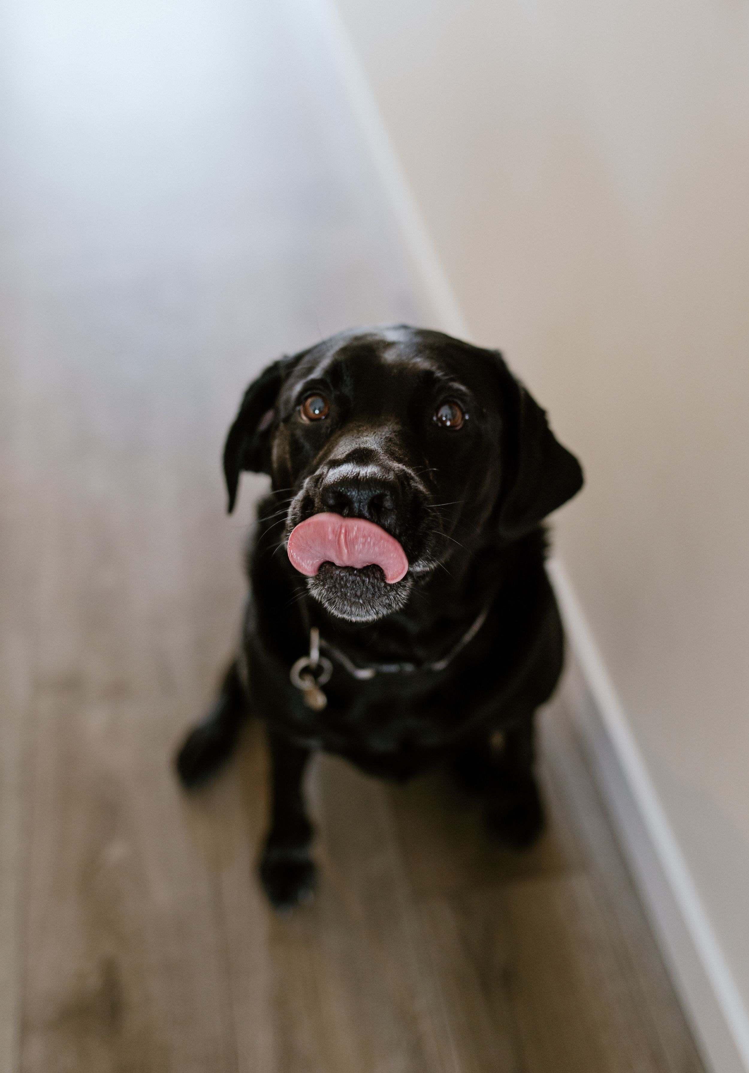 At home family session, Bedford Nova Scotia, Canada - Charlotte Buckle Photography