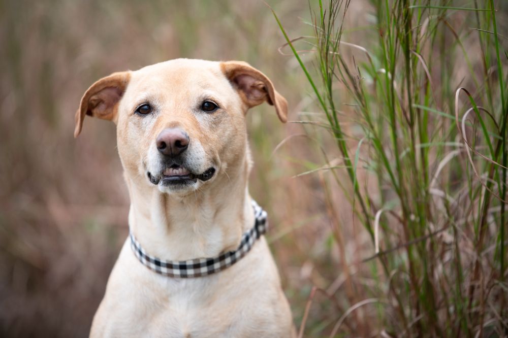 Cream-colored mixed breed dog wearing a checkered collar poses outdoors among tall grass with a gentle expression.