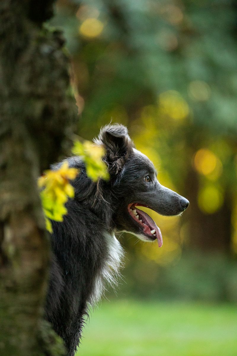 Border Collie peeking around tree trunk with bokeh background.