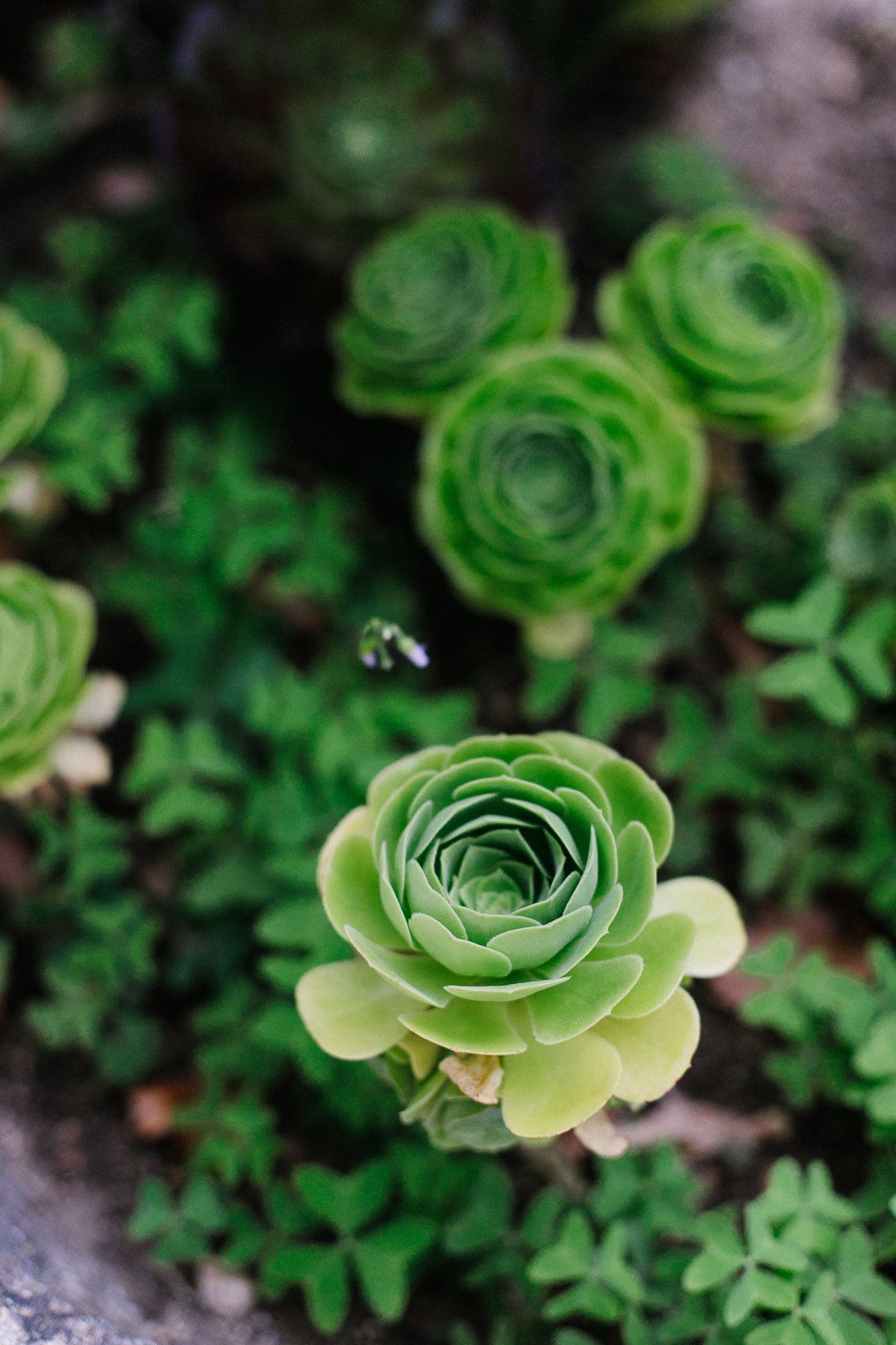 Close-up of vibrant green succulent plants with rosette-shaped leaves.