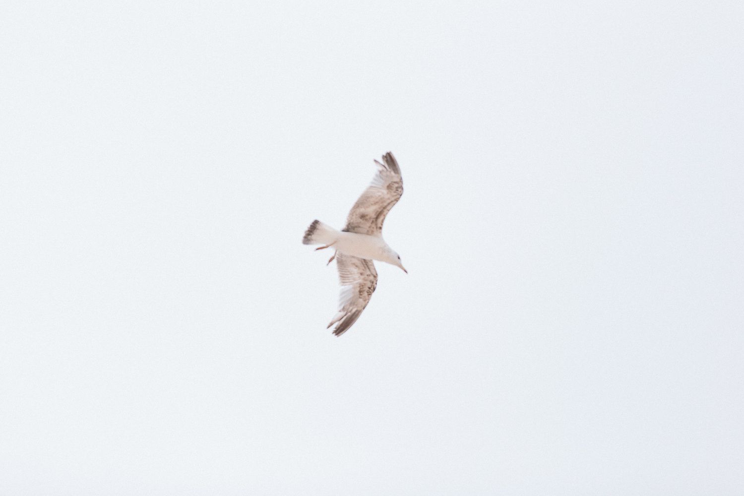 A seagull soaring against a bright white sky.
