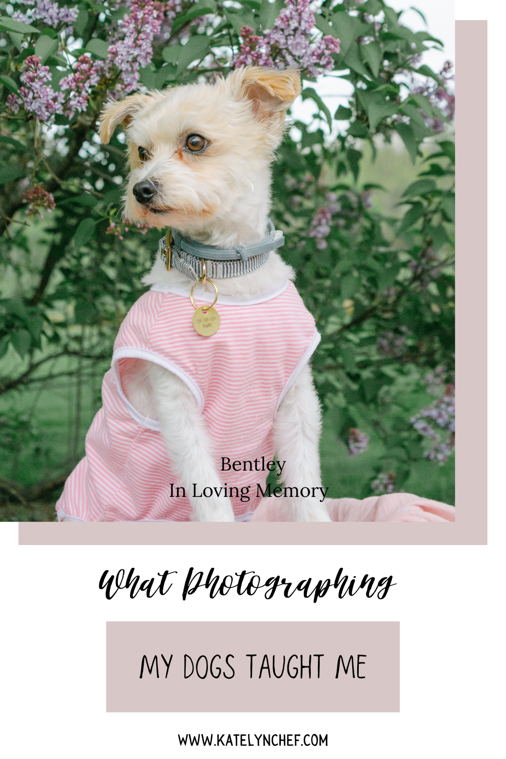 what photographing my dogs has taught me