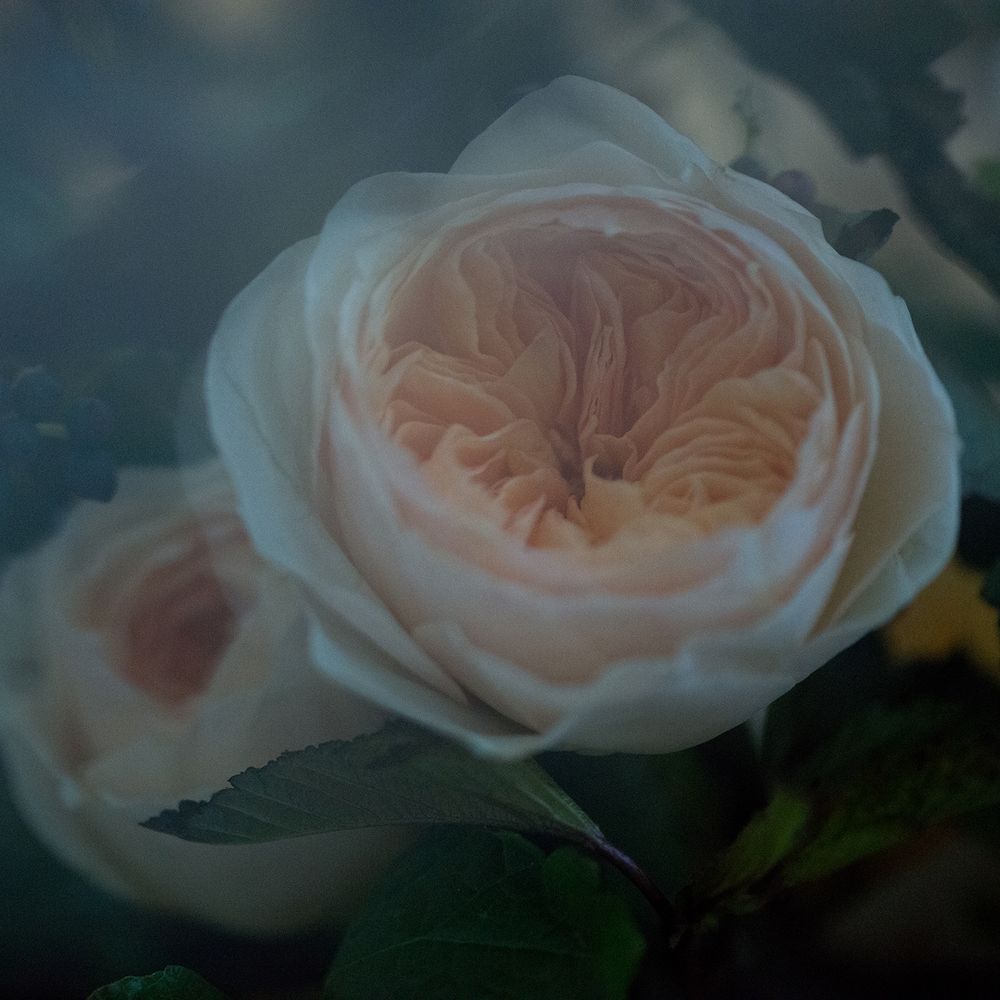 Liberal arts photographer, Heidi Unruh, creates images that are romantic, enchanted and lovely on color film.