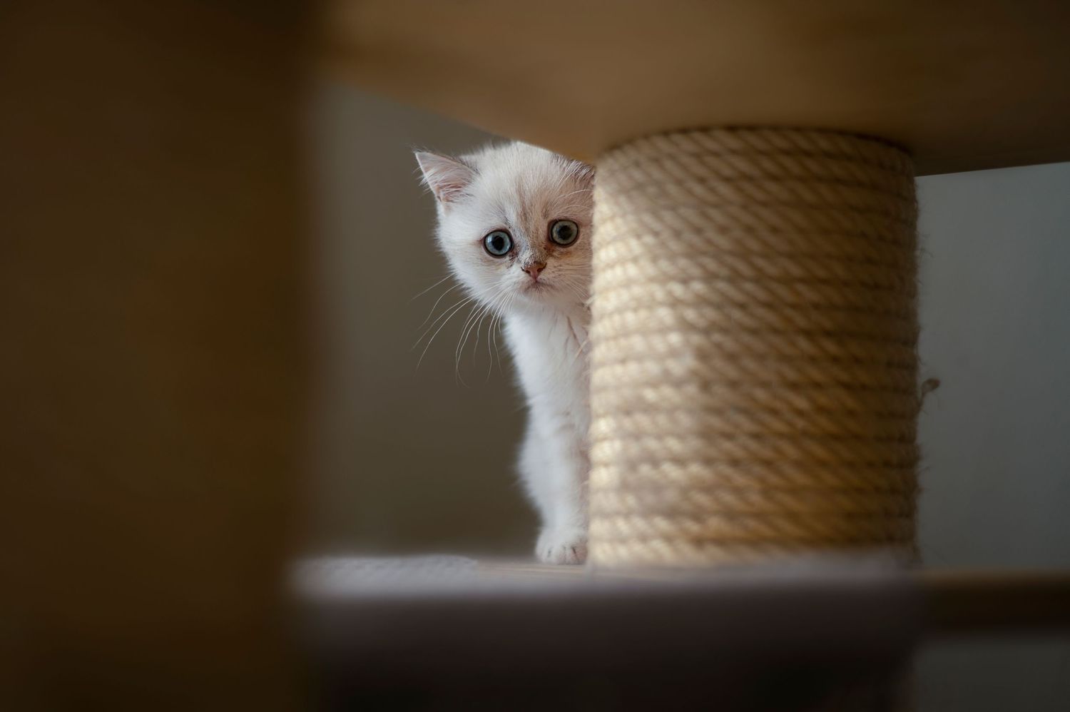 White cat peeking from behind a large sisal rope scratching post.