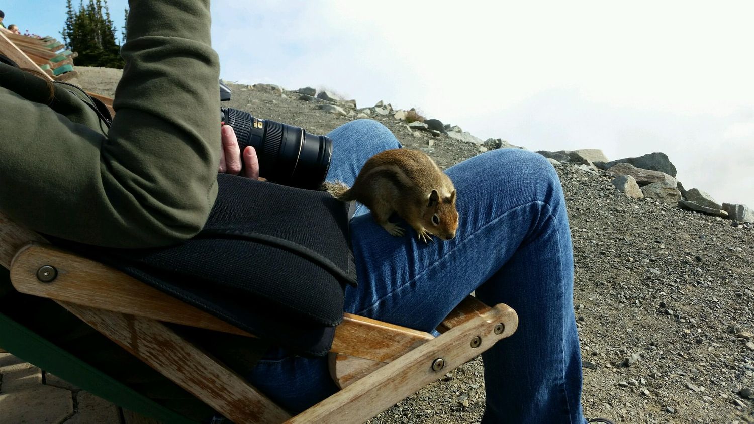 Tapestry Photographs, About Joy Neel, chipmunk, Mount Rainier