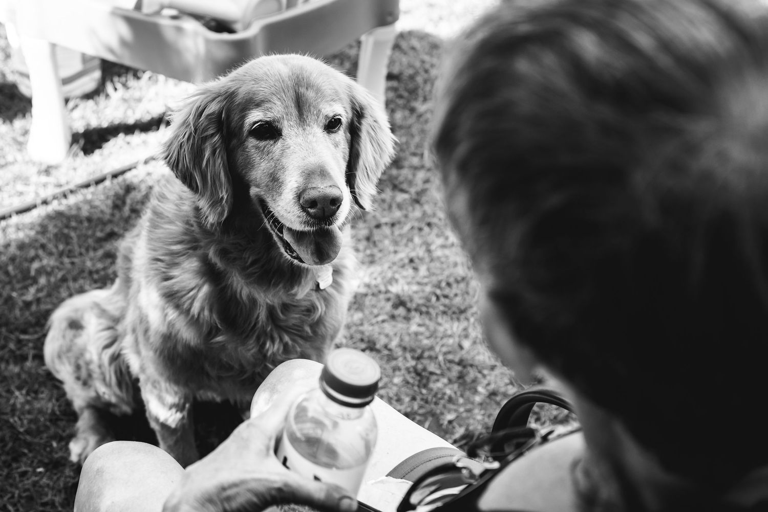 A golden retriever looks up at their owner.