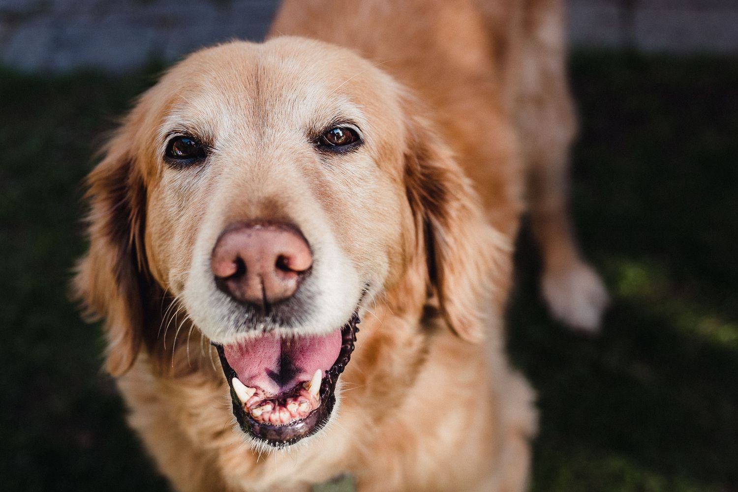 A beautiful older golden retriever smiles open mouthed at the camera.