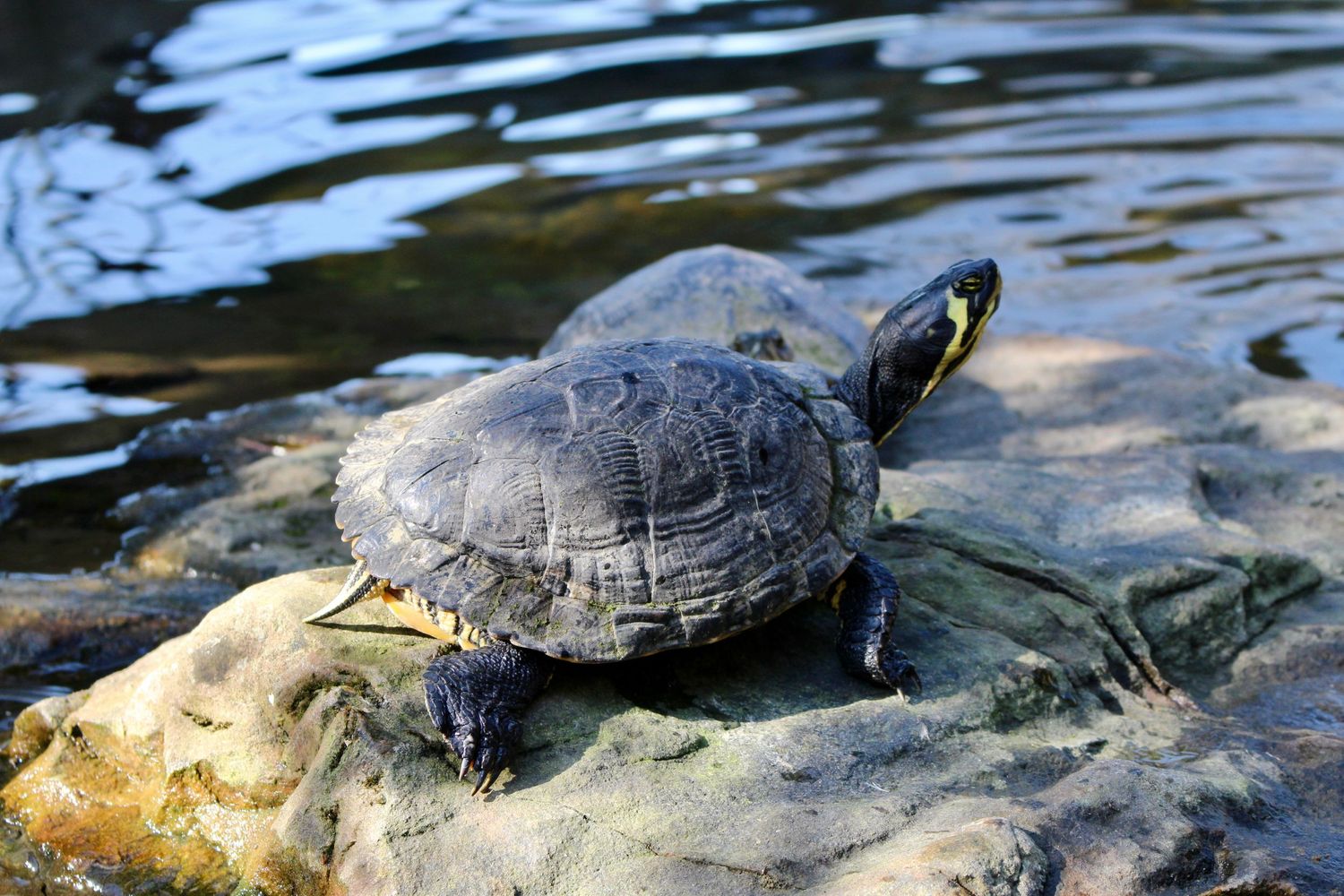 Animals GiantLilyPad Photography
