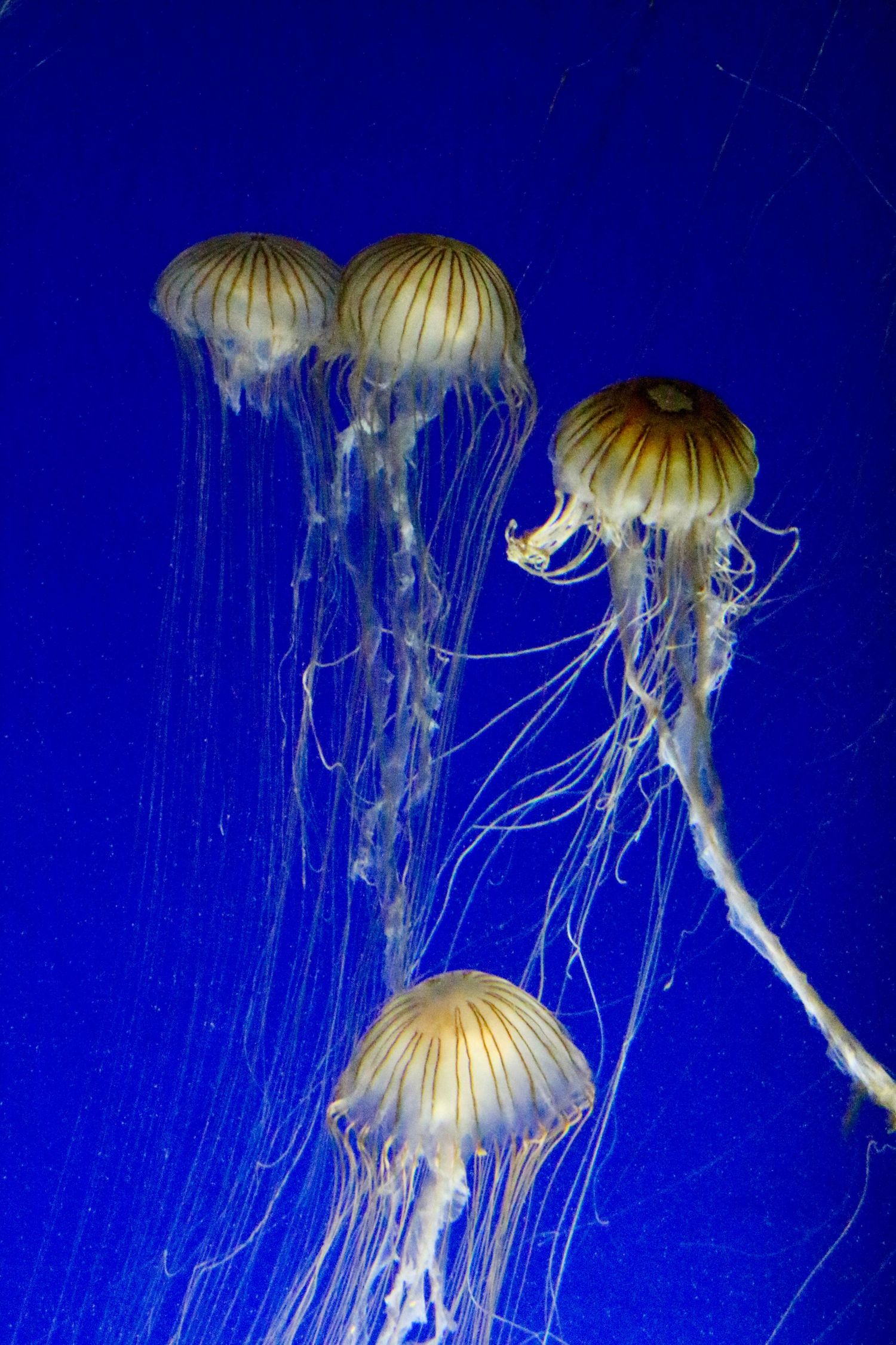 Animals GiantLilyPad Photography