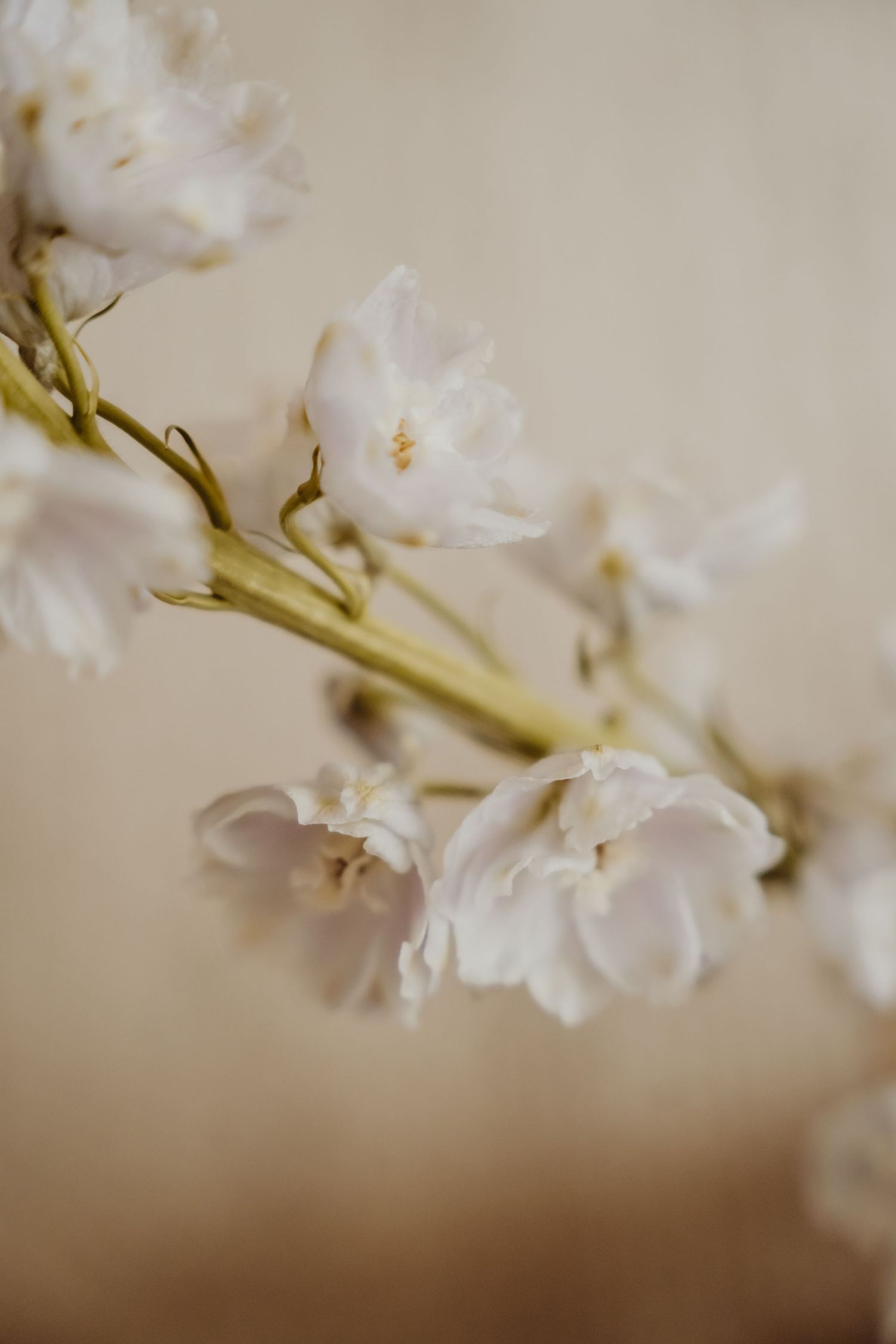Delicate white flowers on stem against soft beige background in macro shot.