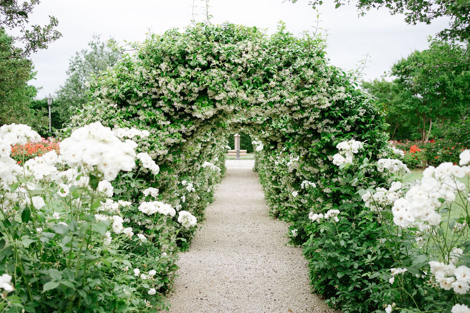 Romantic garden pathway under flowering arch with white roses and greenery.