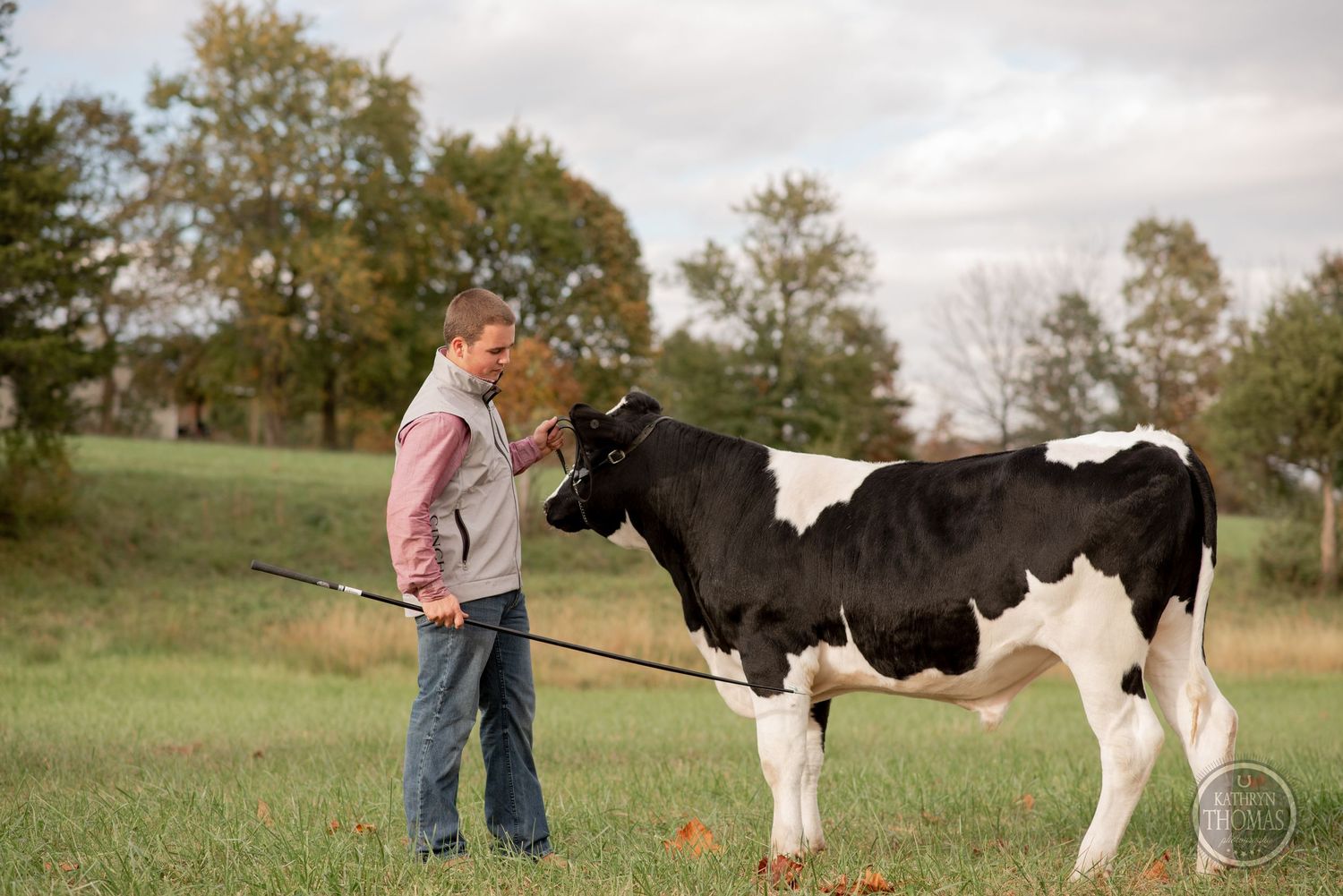 Young person in pink jacket leads a black and white dairy calf on a rope halter in a grassy field.