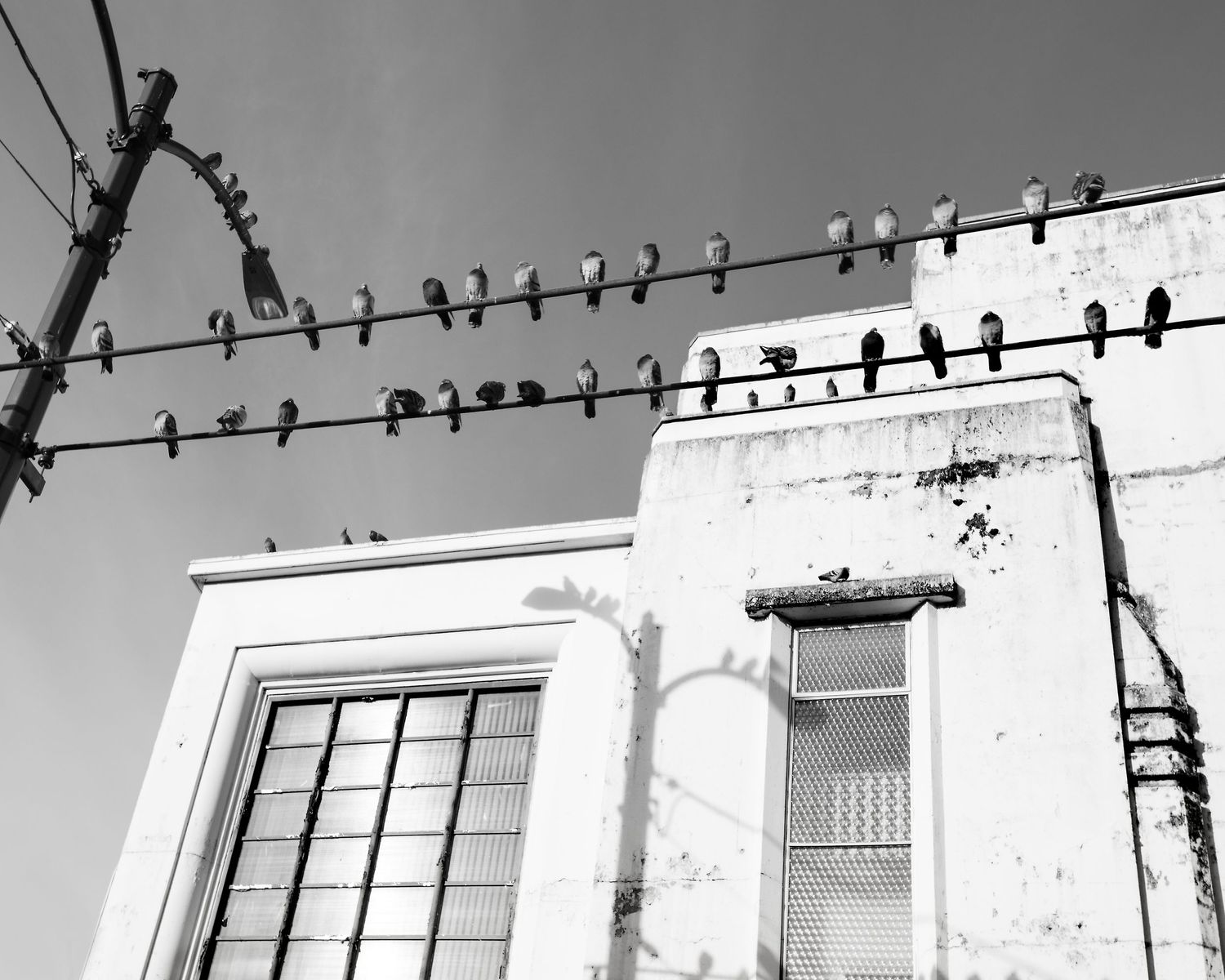 Rows of crows on a phone wire outside of an old building.