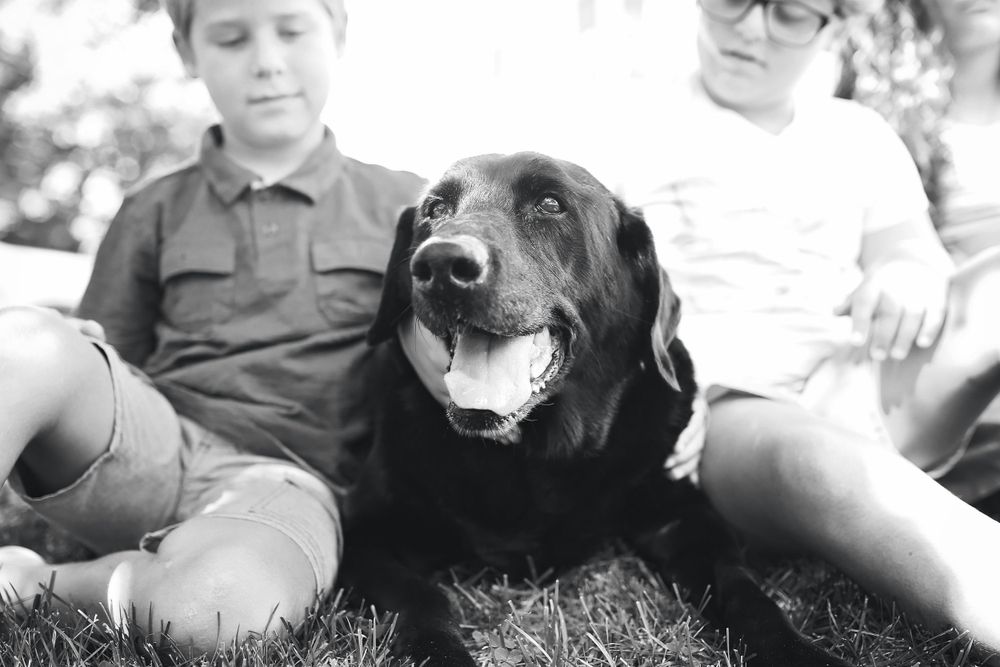 End of life pet session