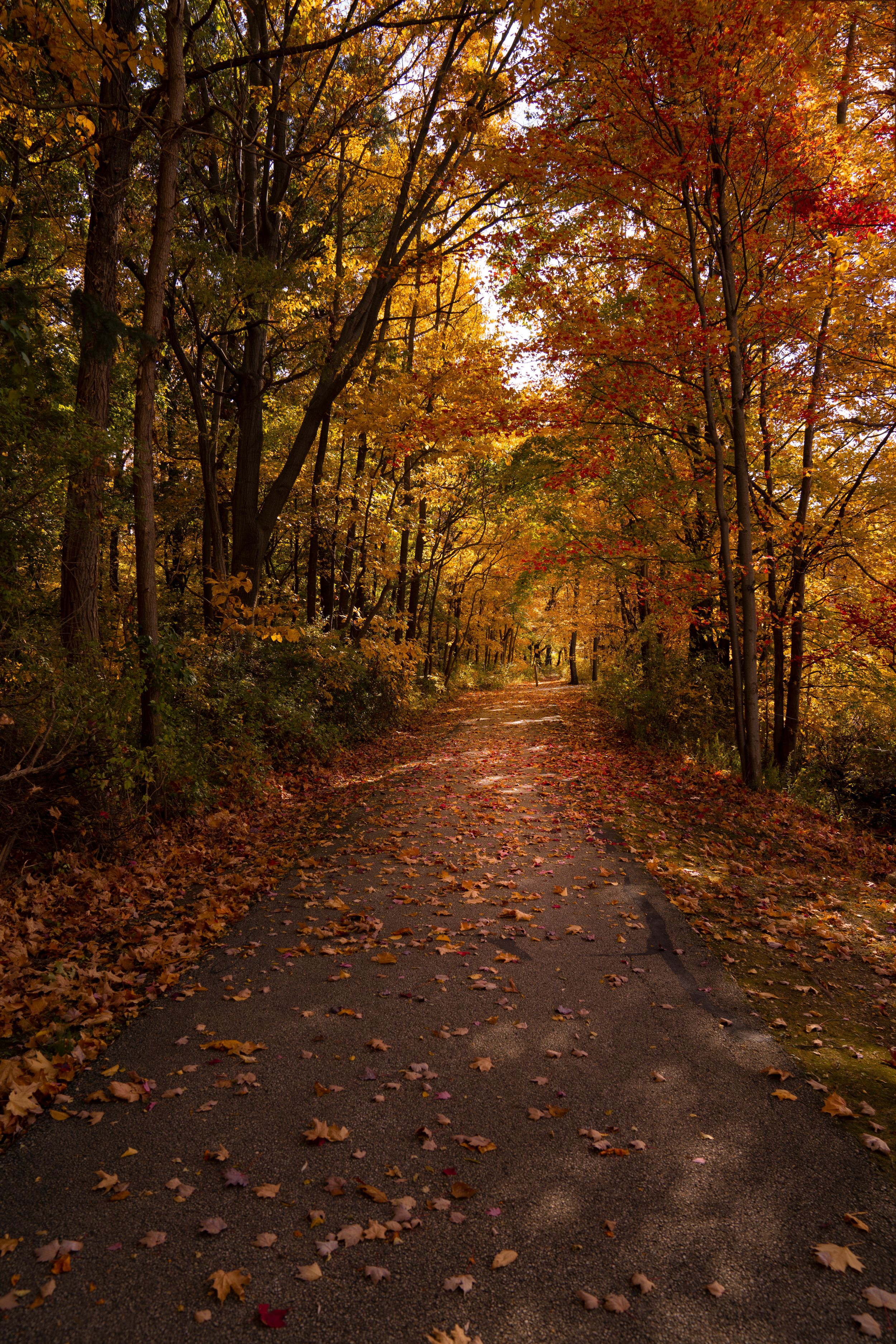 Tree-lined path covered in fallen autumn leaves during fall season.