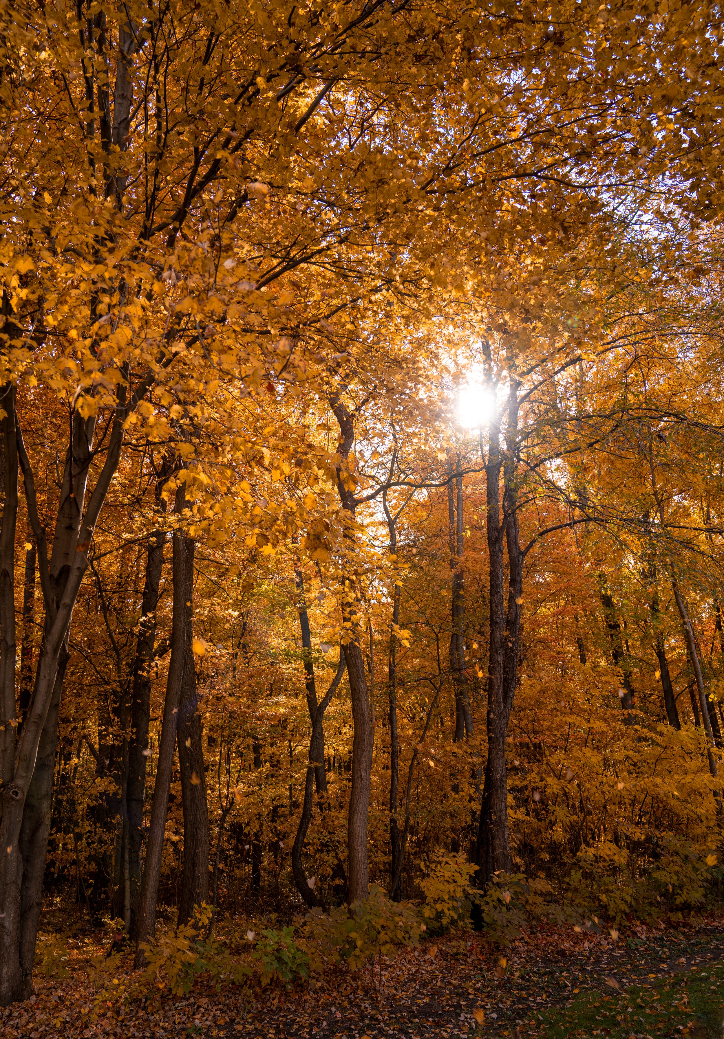 Sun rays pierce through golden autumn forest canopy with bright orange fall foliage.