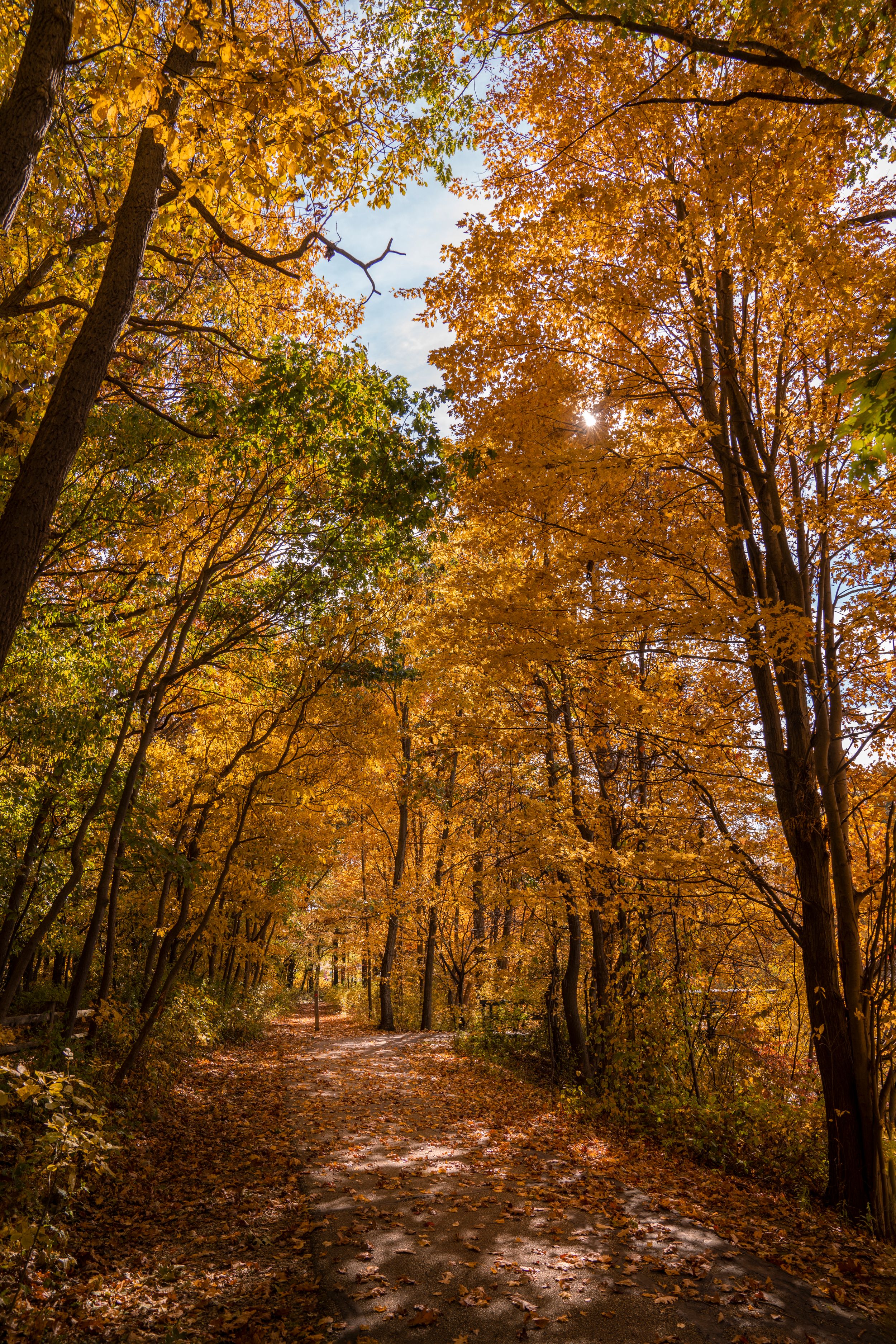 Winding trail through autumn forest with orange and yellow leaves overhead.
