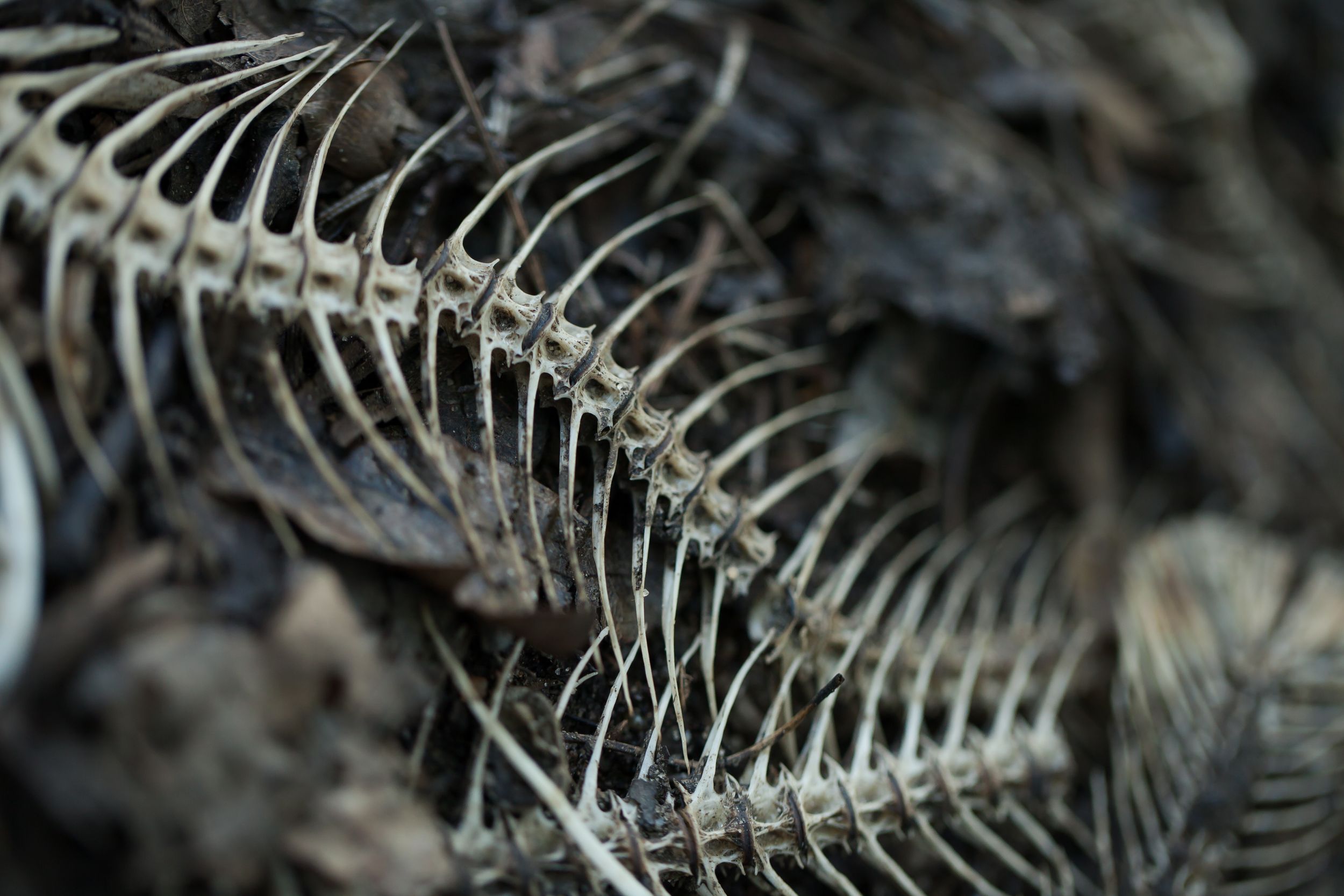 Close-up macro shot of fish skeleton bones showing intricate spine details.